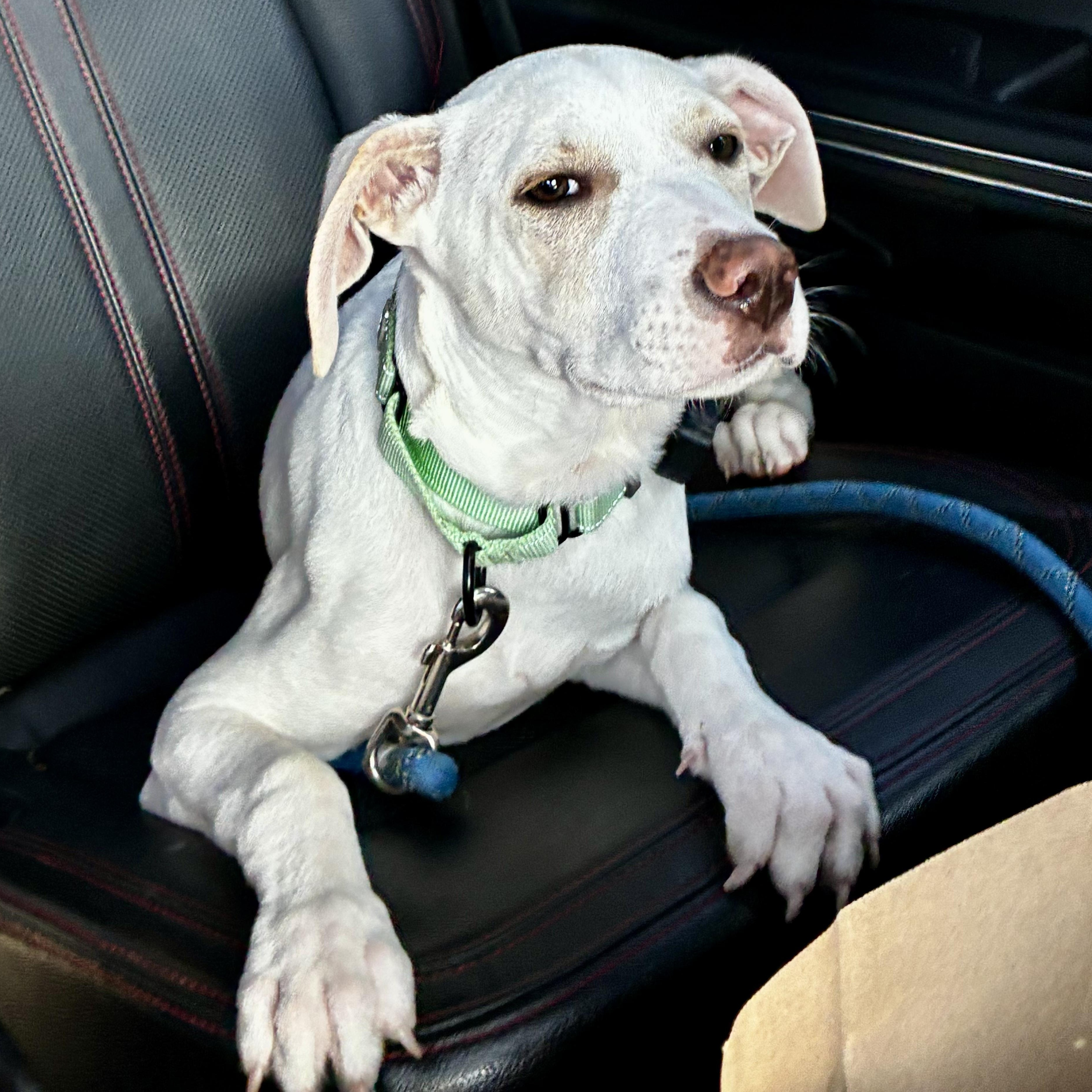 Enlarge Hayden, a Adoptable mixed breed in Annapolis, MD image 6/6