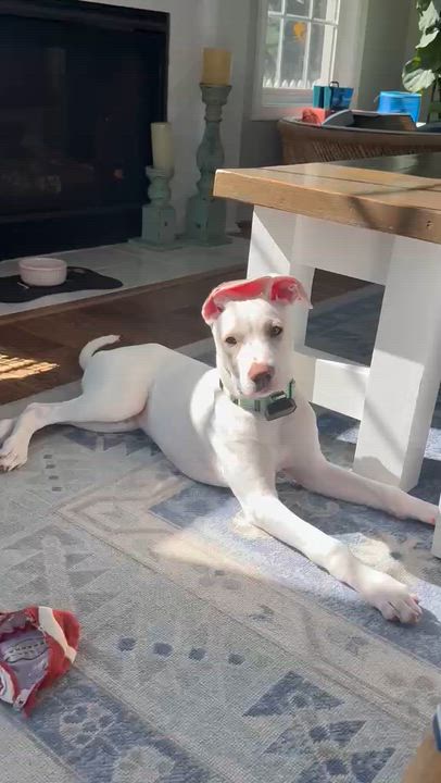 Enlarge Hayden, a Adoptable mixed breed in Annapolis, MD video 5/6