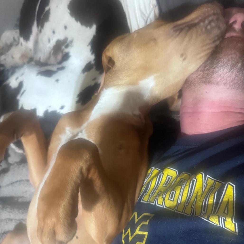 Vanilla, a Adoptable Mixed Breed in Inwood, WV image 2/5