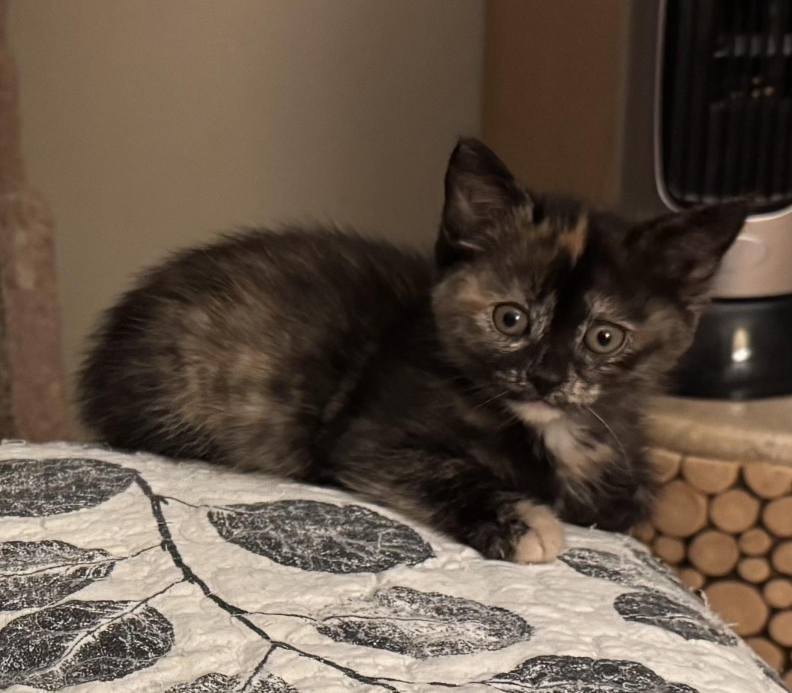 Enlarge Dyna, a Adoptable Domestic Short Hair in Pickering, ON image 1/2
