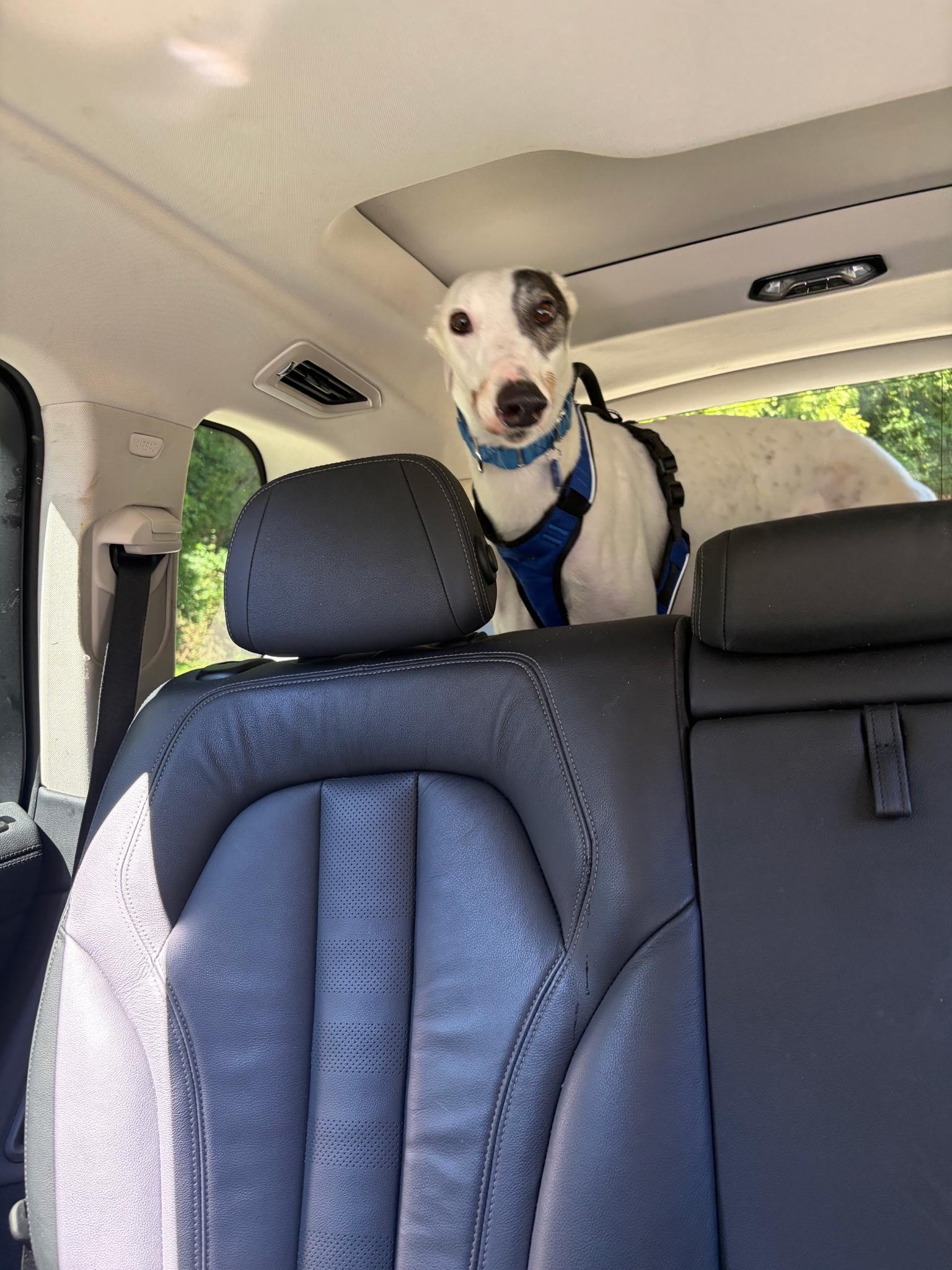 Enlarge Ray Ray, a Adoptable Greyhound in Whitestone, NY image 3/5