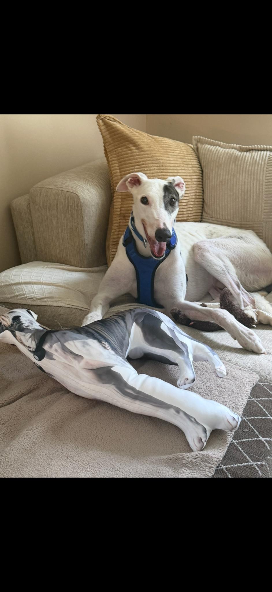 Enlarge Ray Ray, a Adoptable Greyhound in Whitestone, NY image 4/5