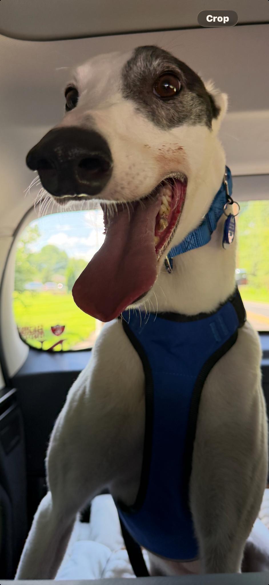 Enlarge Ray Ray, a Adoptable Greyhound in Whitestone, NY image 5/5