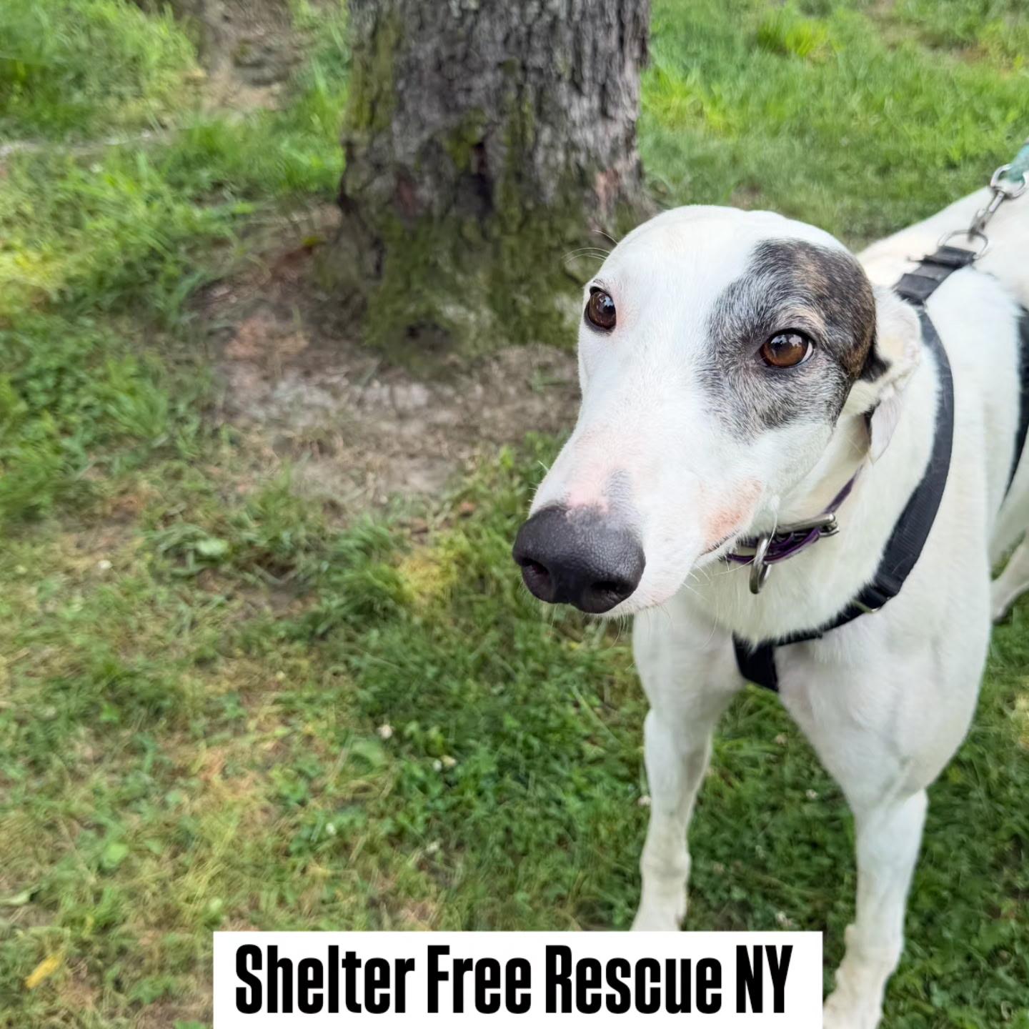 Ray Ray, Adoptable, Young Male Greyhound.