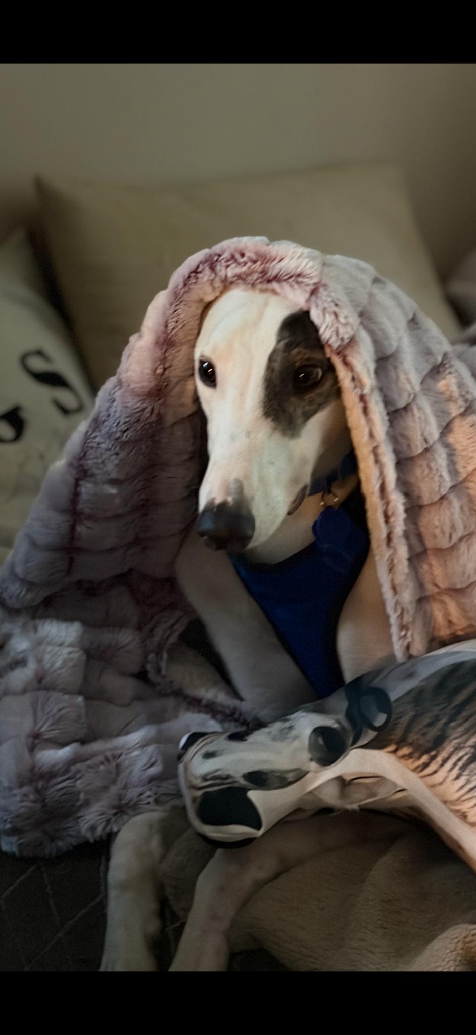 Enlarge Ray Ray, a Adoptable Greyhound in Whitestone, NY image 2/5