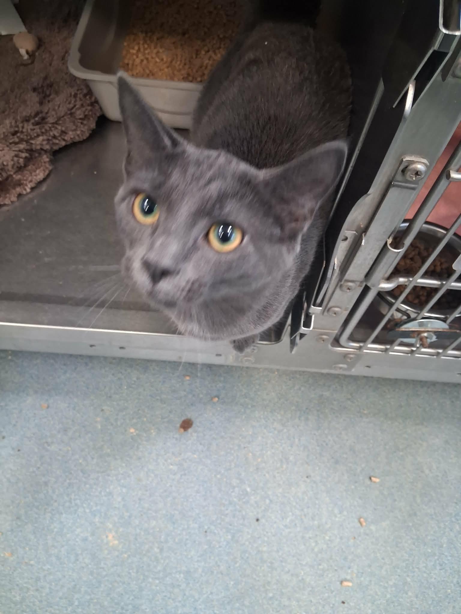 Quinn-eth Pawtrow, Adopted, Young Female Domestic Short Hair.