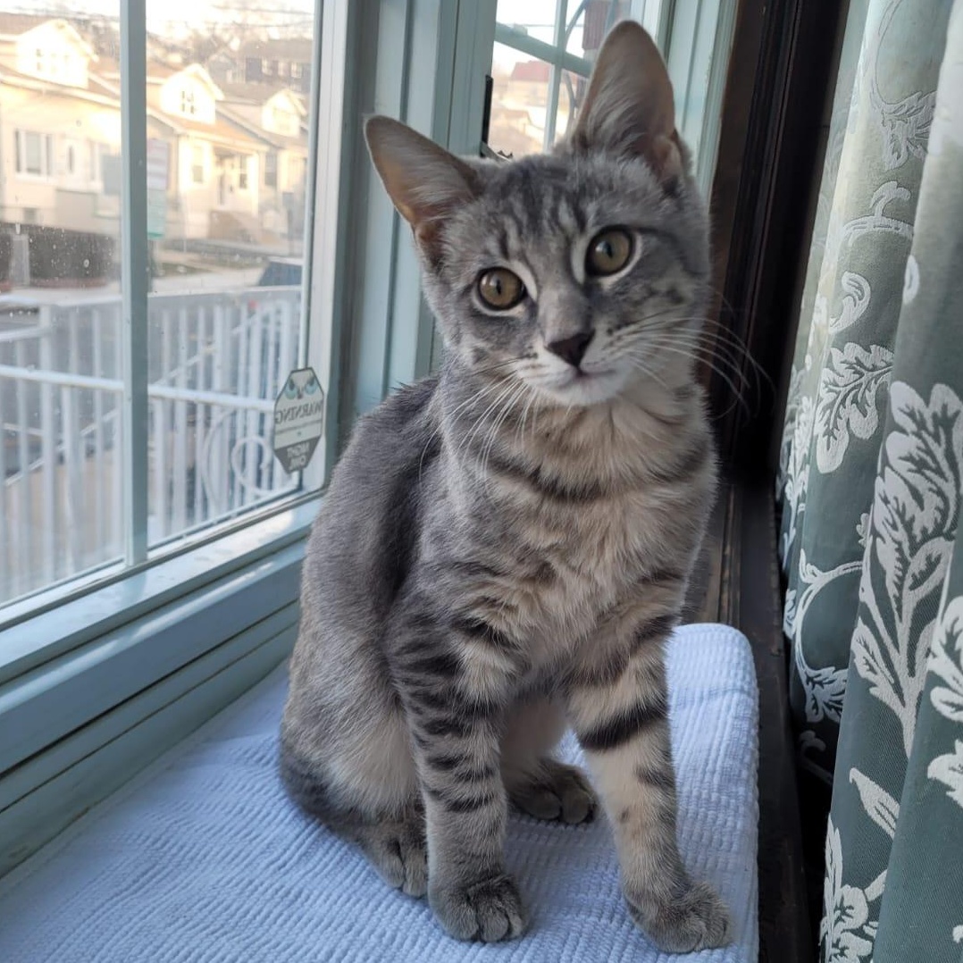 Reed, ADOPTABLE, Kitten Male Domestic Short Hair.