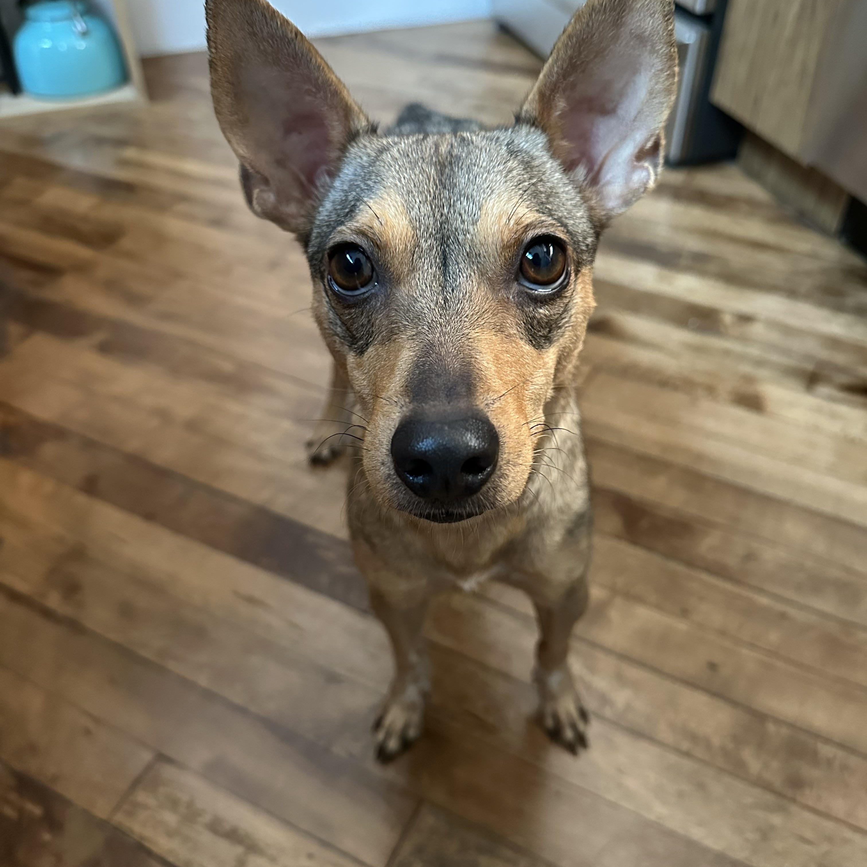 Enlarge Emilia, a Adopted mixed breed in New York, NY image 2/5