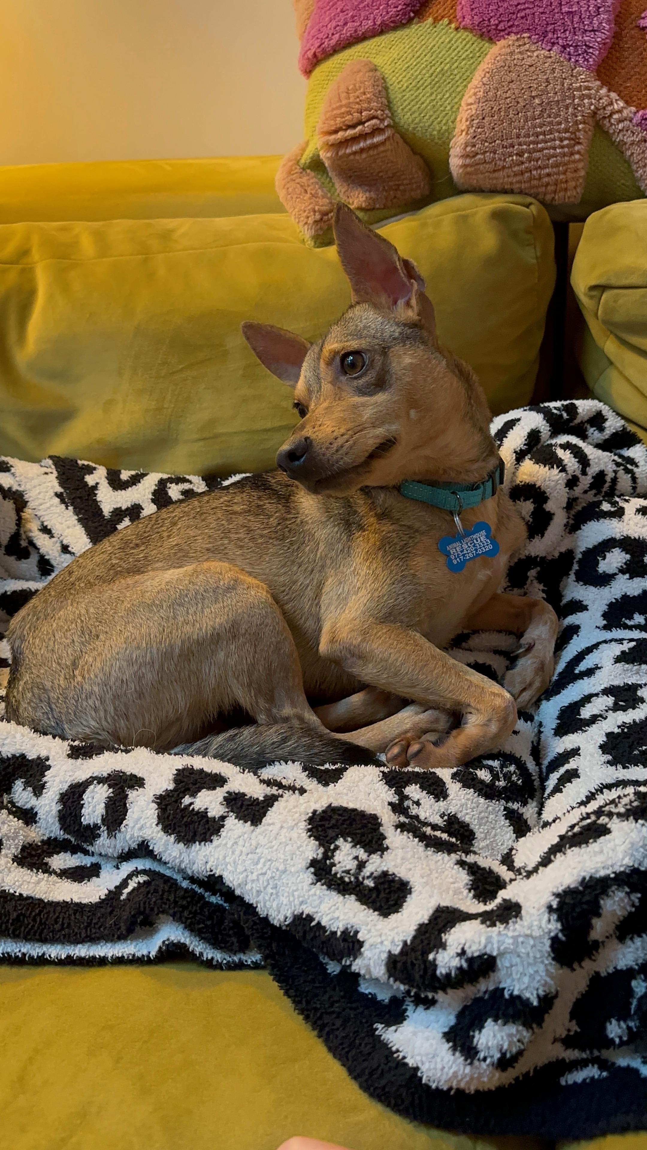 Enlarge Emilia, a Adopted mixed breed in New York, NY image 3/5