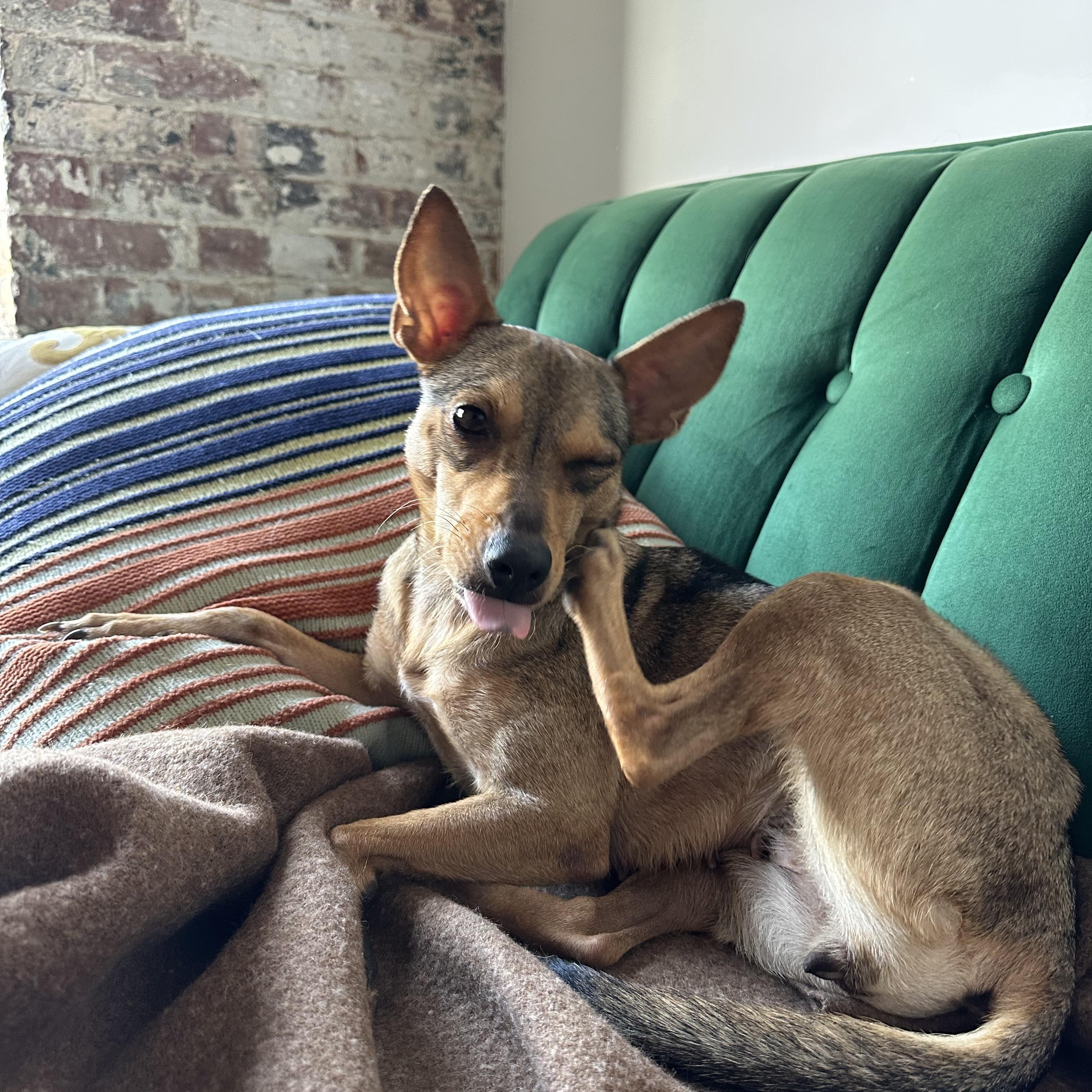 Enlarge Emilia, a Adopted mixed breed in New York, NY image 4/5