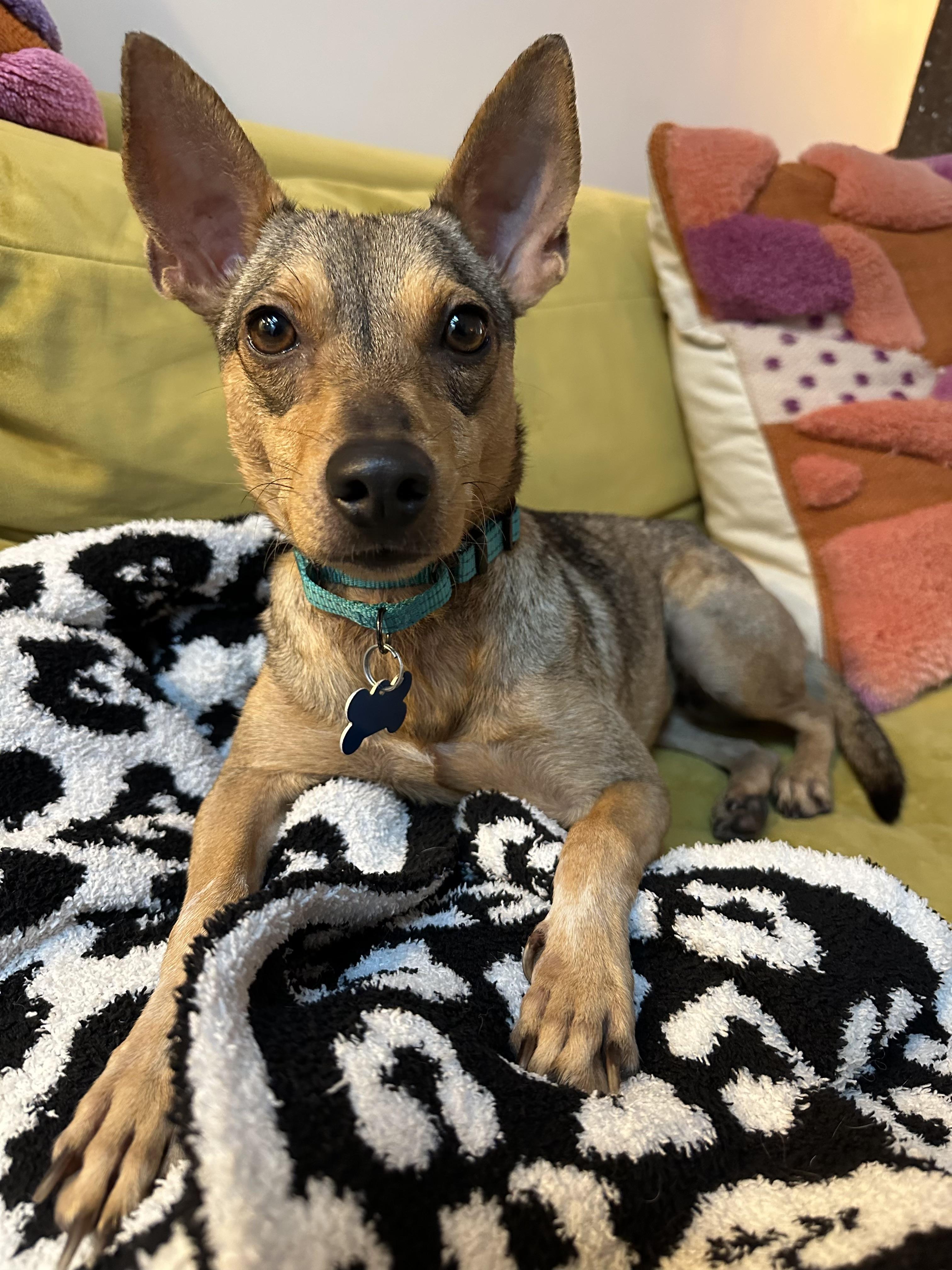 Enlarge Emilia, a Adopted mixed breed in New York, NY image 5/5