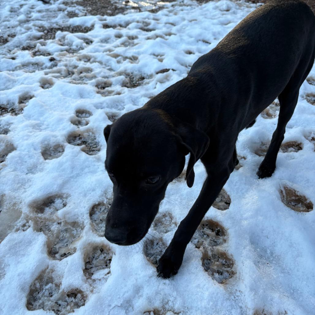 Mogli, Adoptable, Young Male Catahoula Leopard Dog.