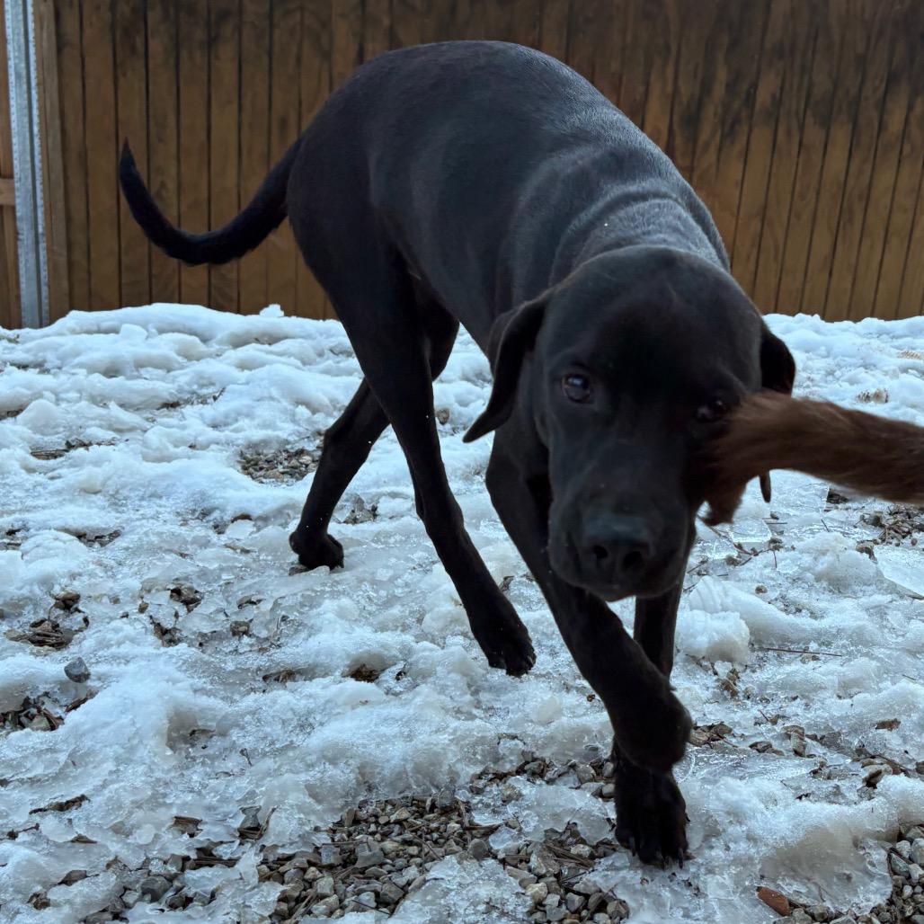 Enlarge Mogli, a Adoptable Catahoula Leopard Dog in Lakehead, CA image 2/6