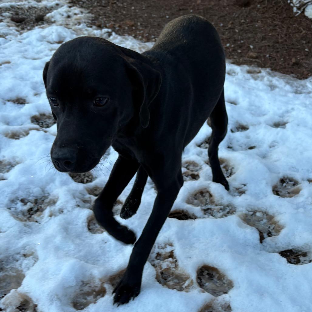 Enlarge Mogli, a Adoptable Catahoula Leopard Dog in Lakehead, CA image 3/6