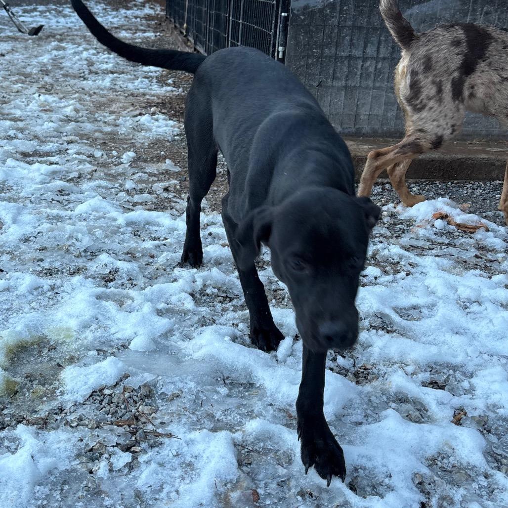 Enlarge Mogli, a Adoptable Catahoula Leopard Dog in Lakehead, CA image 4/6