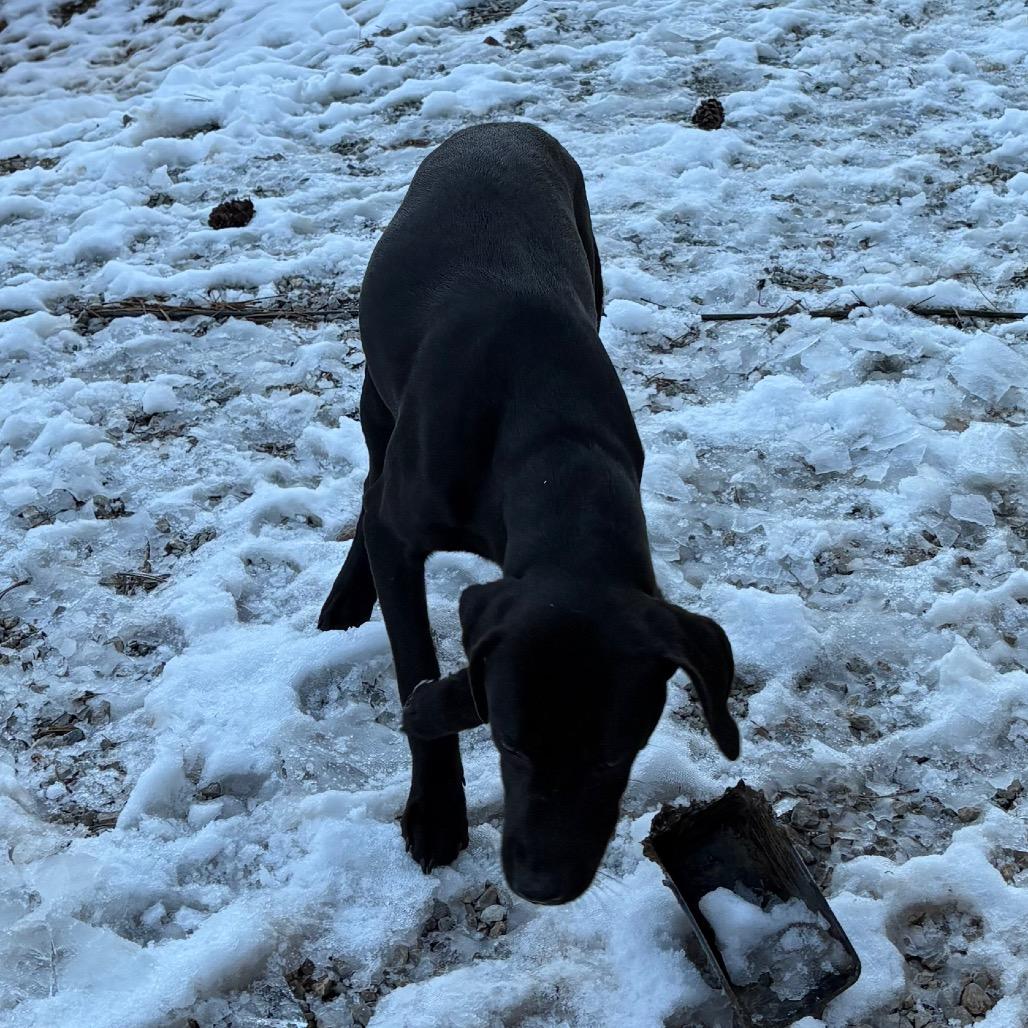 Enlarge Mogli, a Adoptable Catahoula Leopard Dog in Lakehead, CA image 5/6