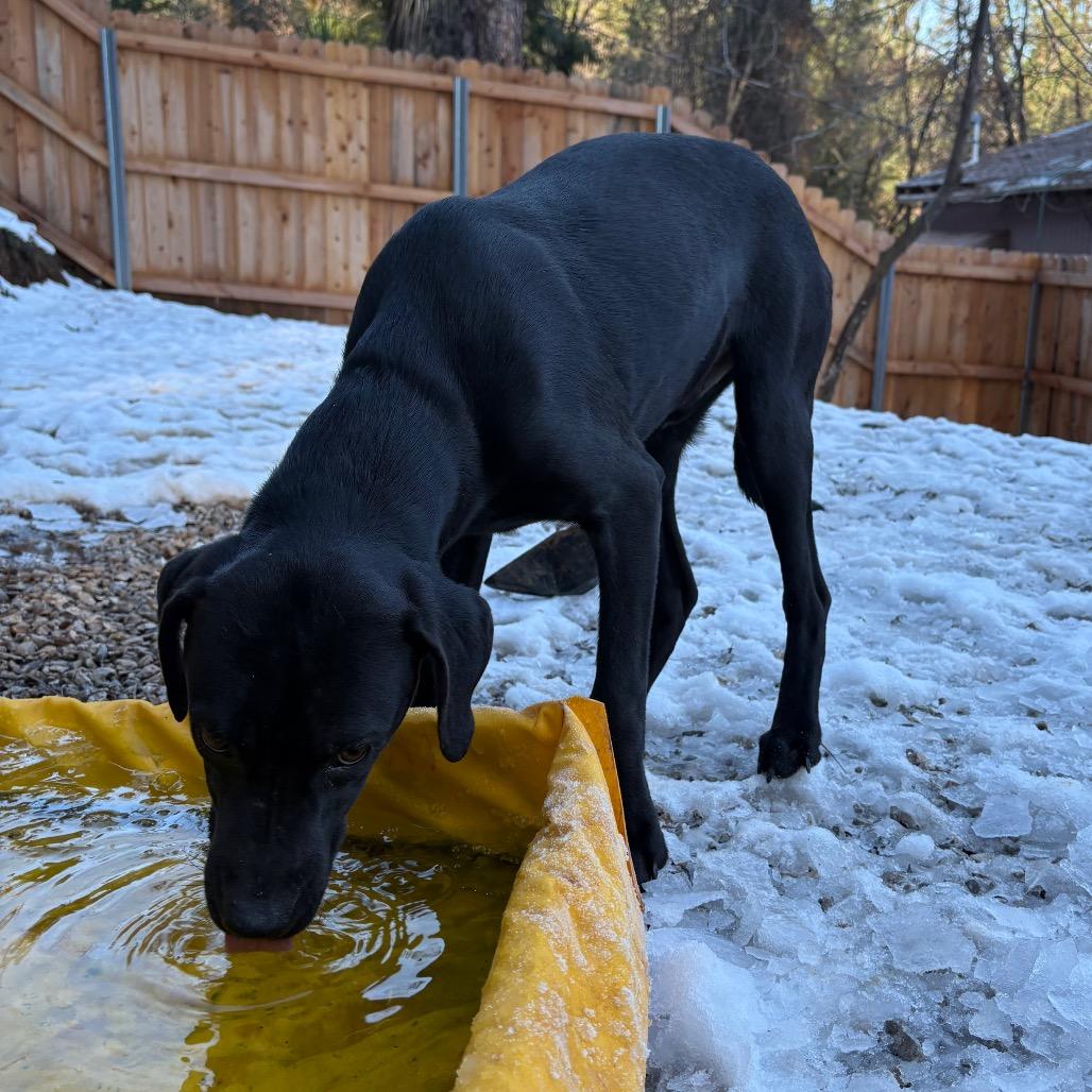 Enlarge Mogli, a Adoptable Catahoula Leopard Dog in Lakehead, CA image 6/6
