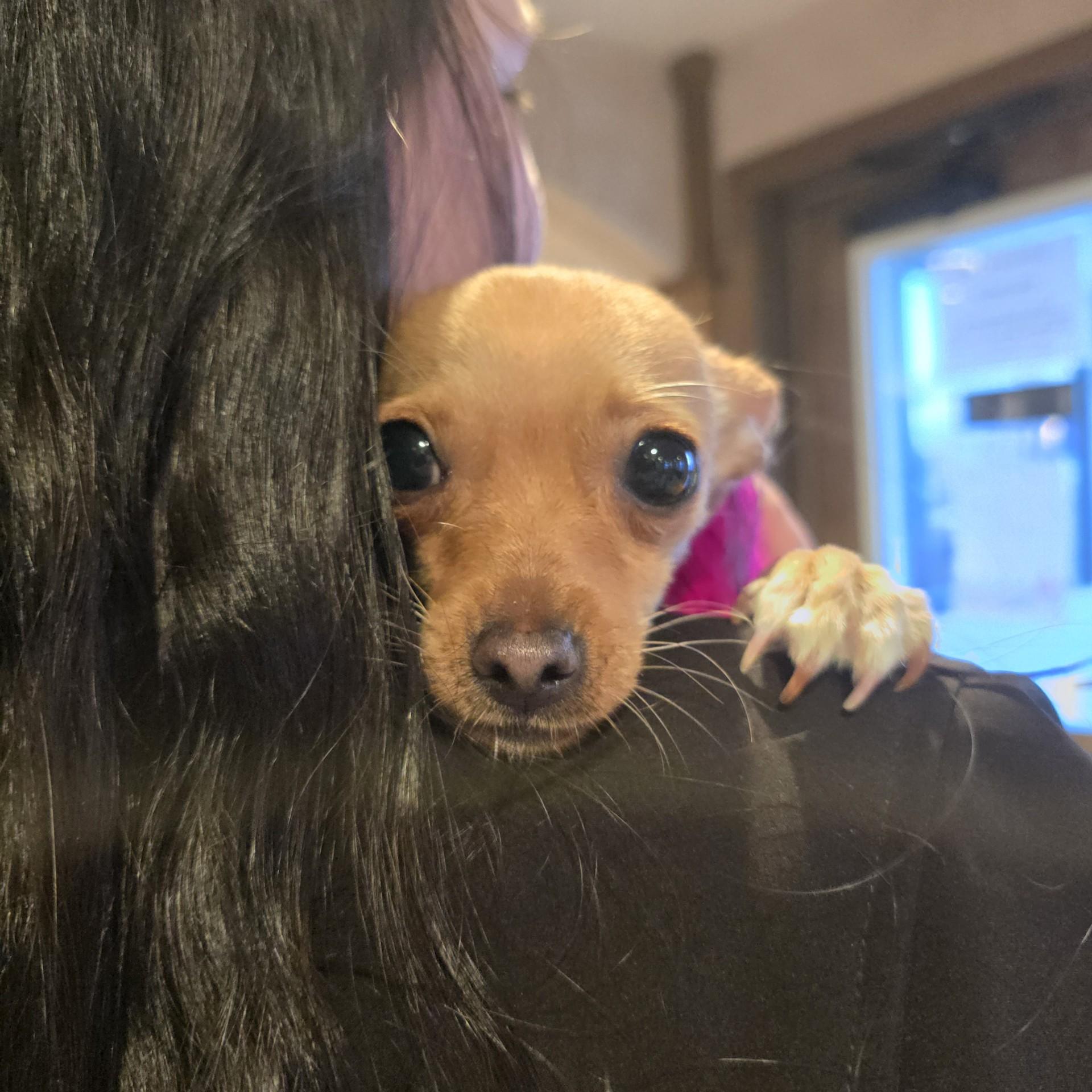 Enlarge Elle, a Adoptable Chihuahua in Portland, OR image 1/3