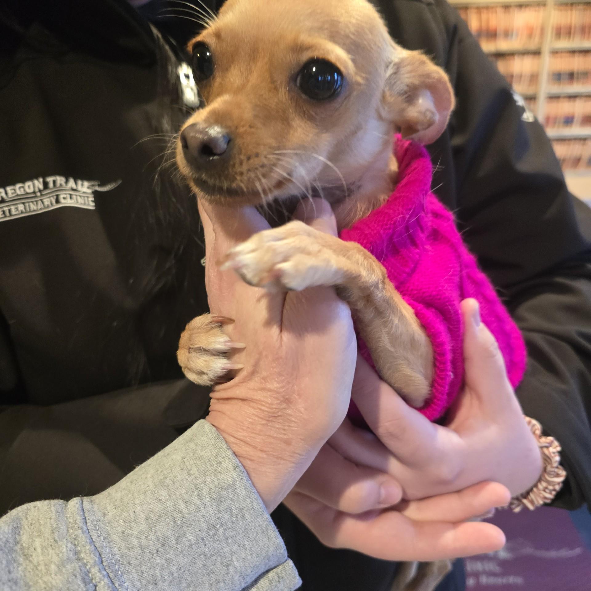 Enlarge Elle, a Adoptable Chihuahua in Portland, OR image 2/3