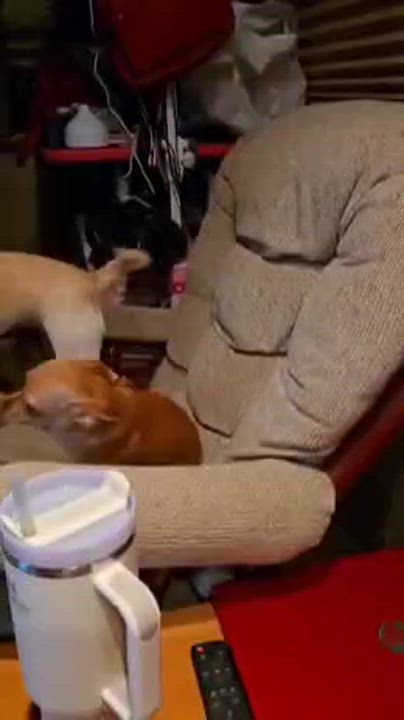 Enlarge Elle, a Adoptable Chihuahua in Portland, OR video 3/3