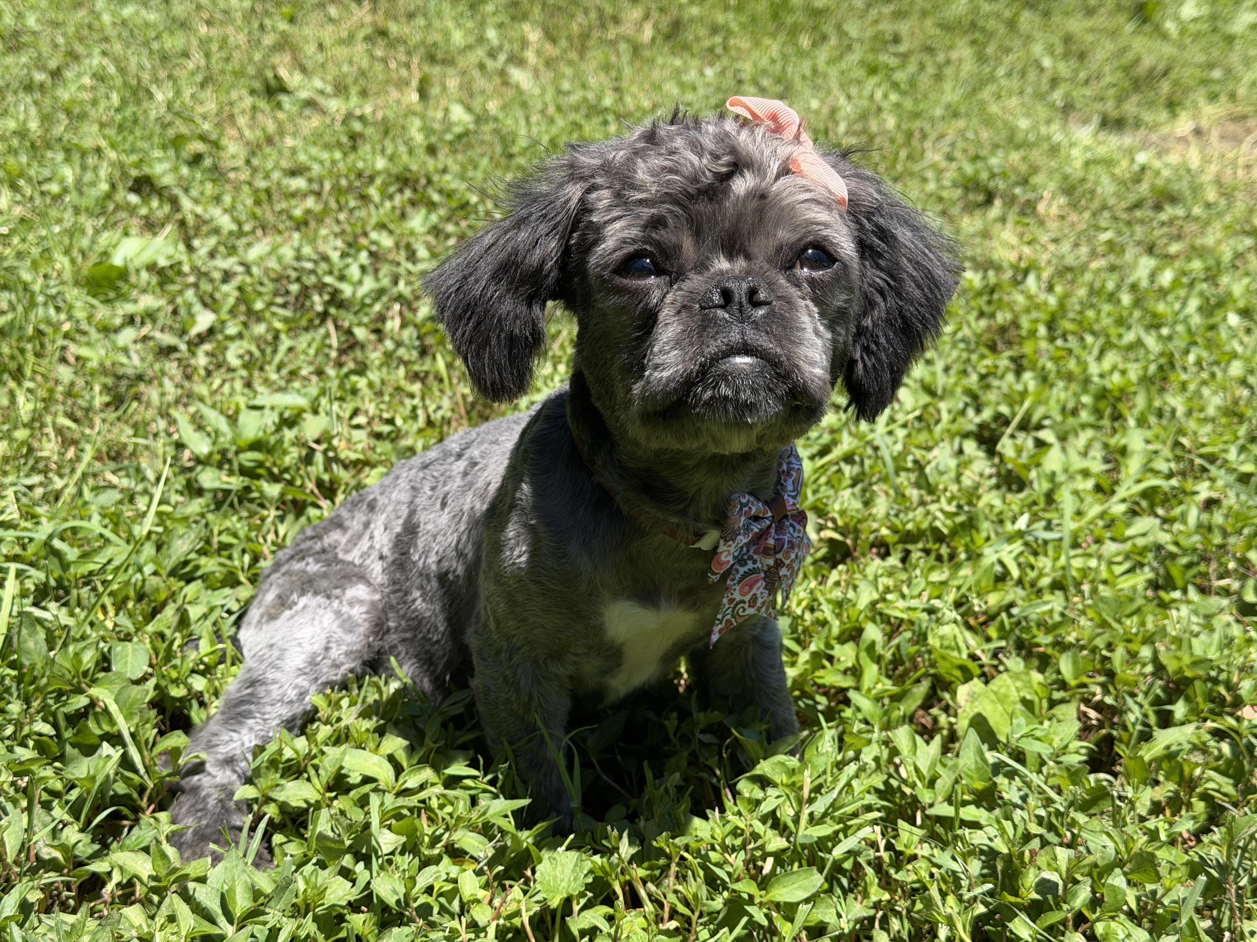 Coco, a ADOPTABLE mixed breed in Jeffersonville, IN image 4/4