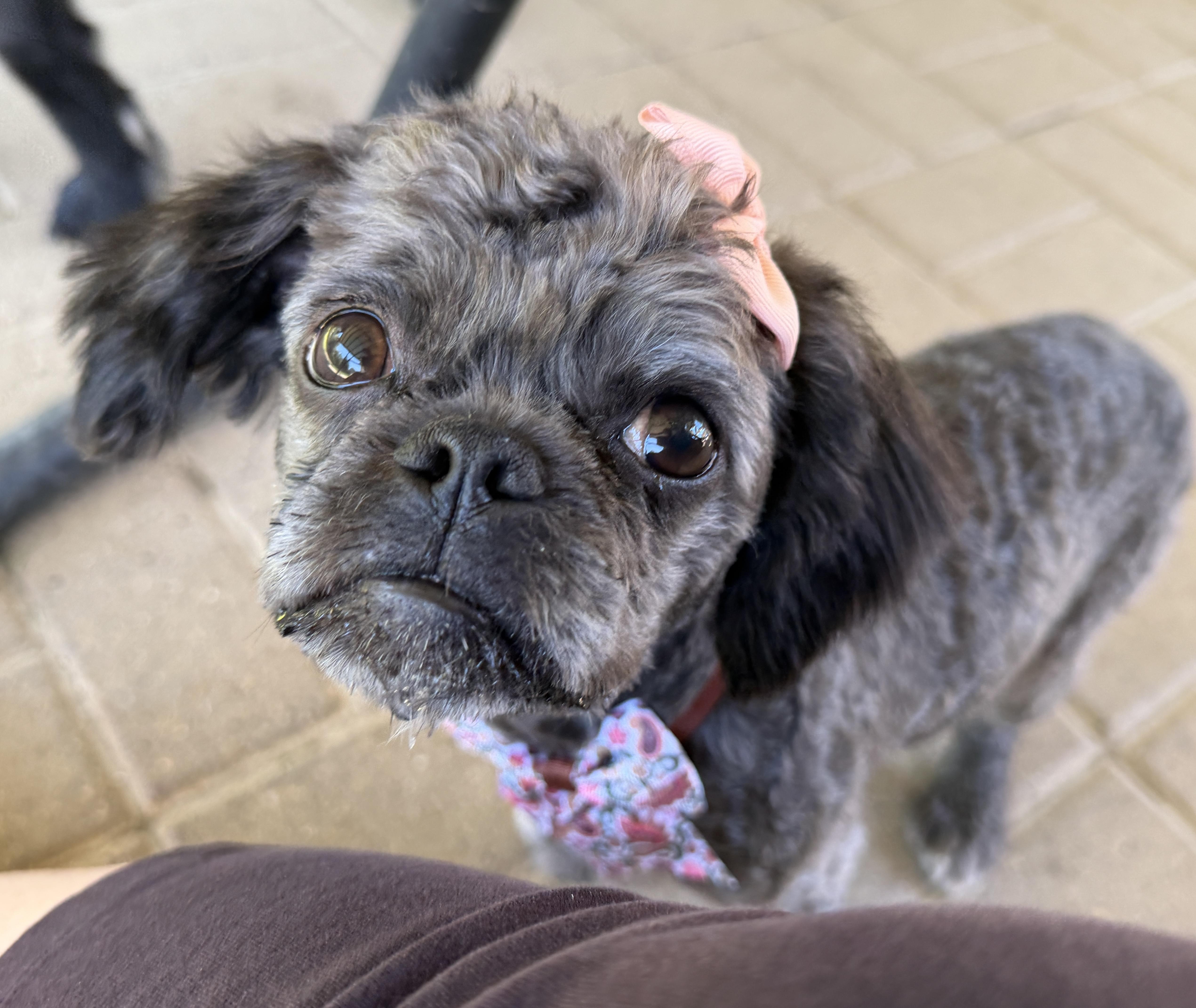 Coco, a ADOPTABLE mixed breed in Jeffersonville, IN image 2/4