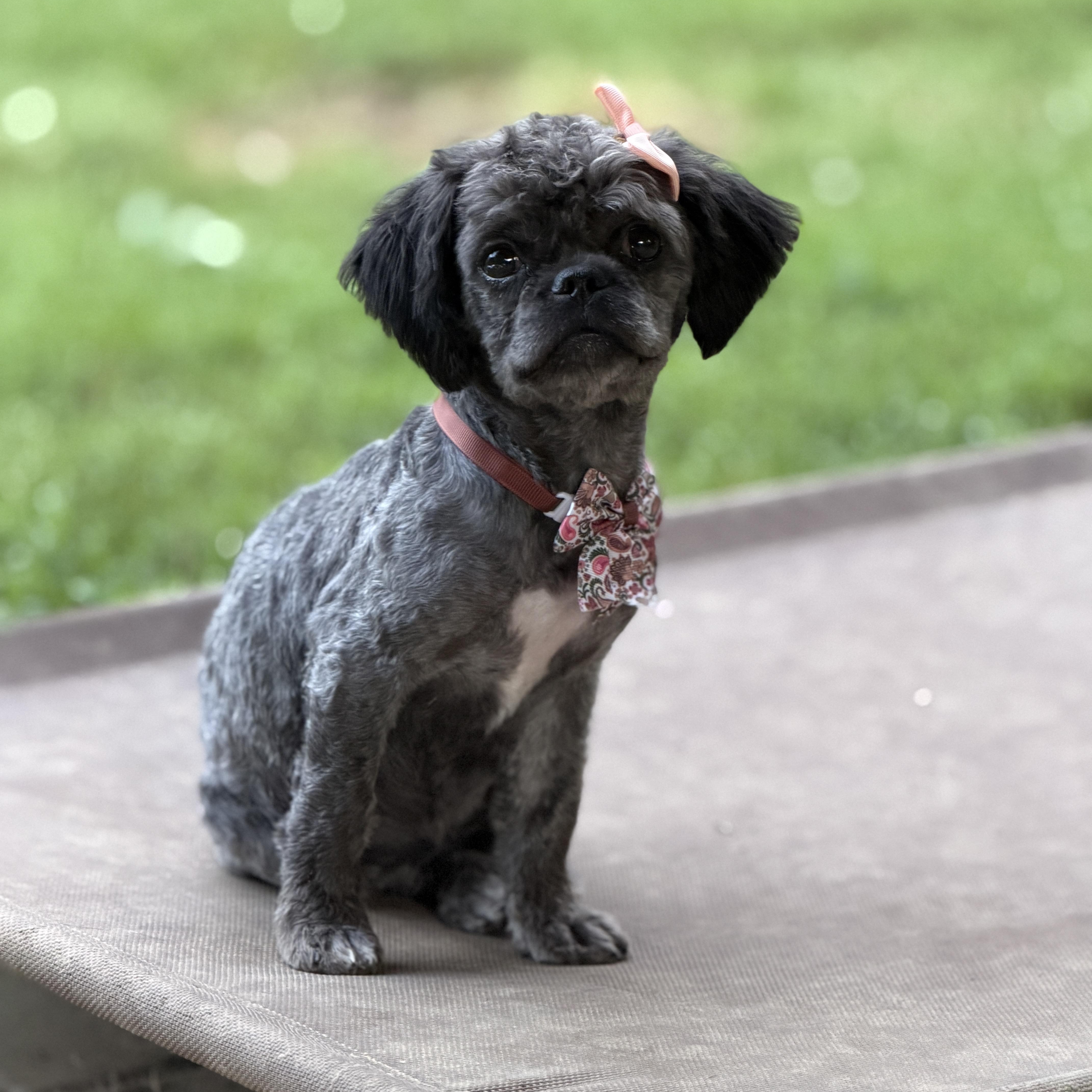 Coco, ADOPTABLE, Puppy Female Shih Tzu & Miniature Poodle.