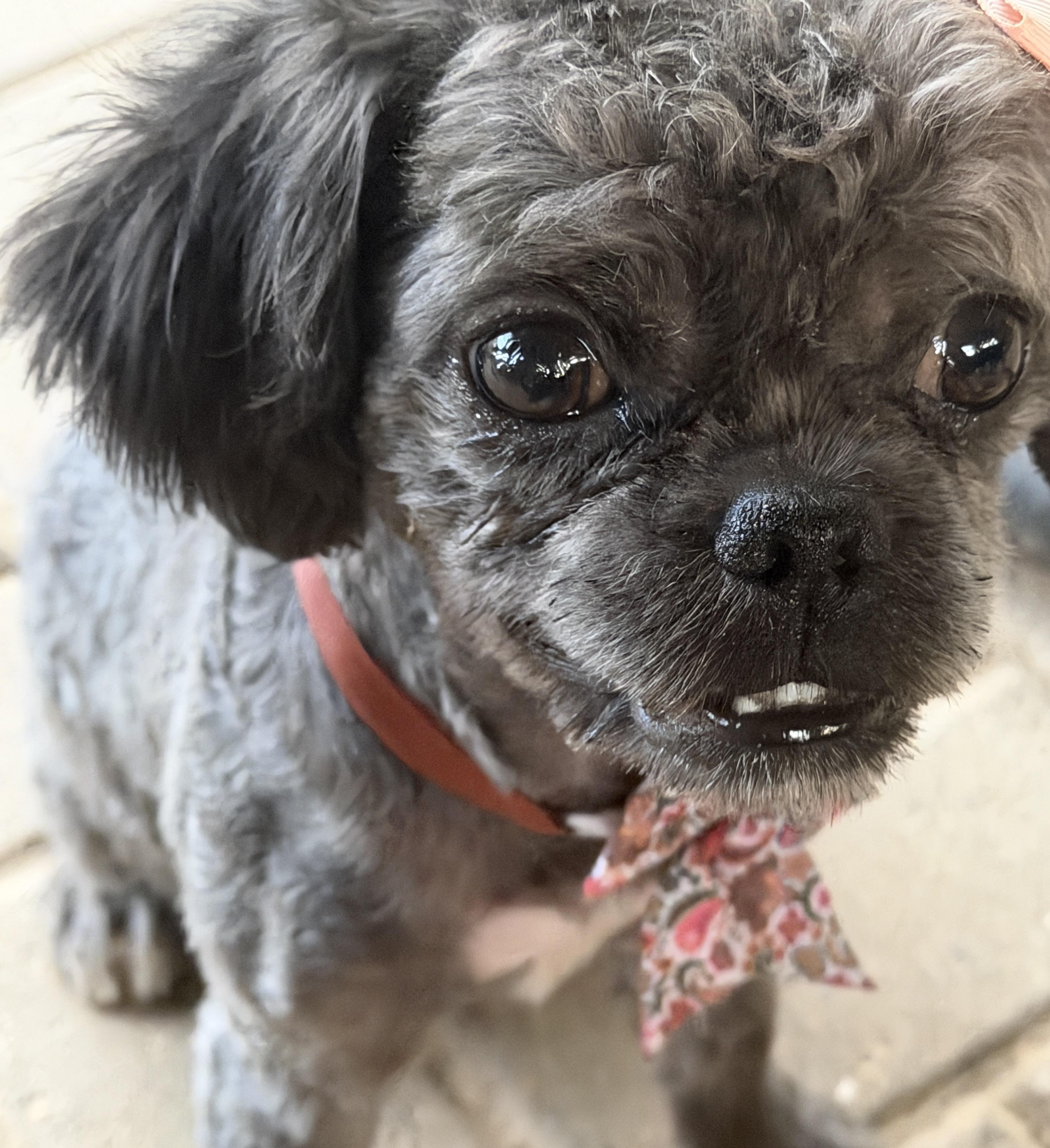 Coco, a ADOPTABLE mixed breed in Jeffersonville, IN image 3/4