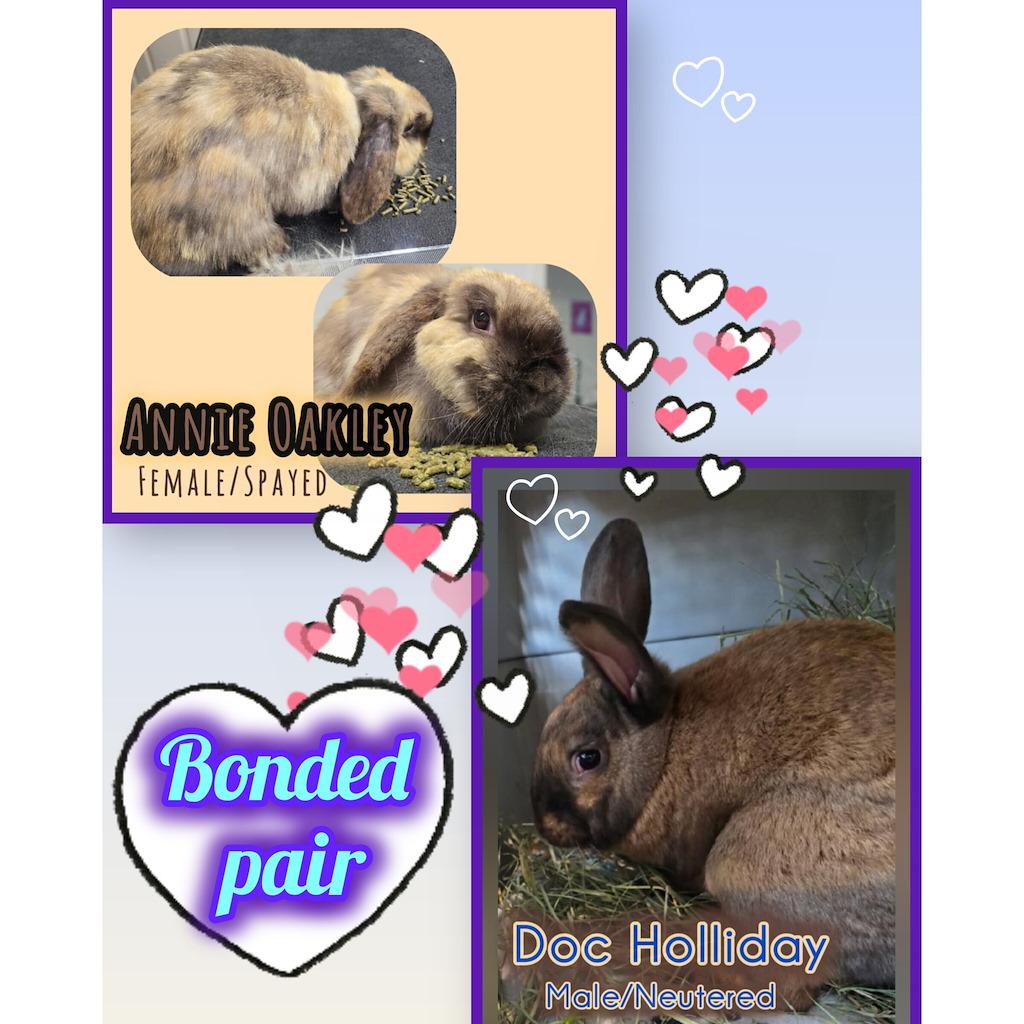 Enlarge Doc Holliday, a Adoptable mixed breed in Idaho Falls, ID image 2/2