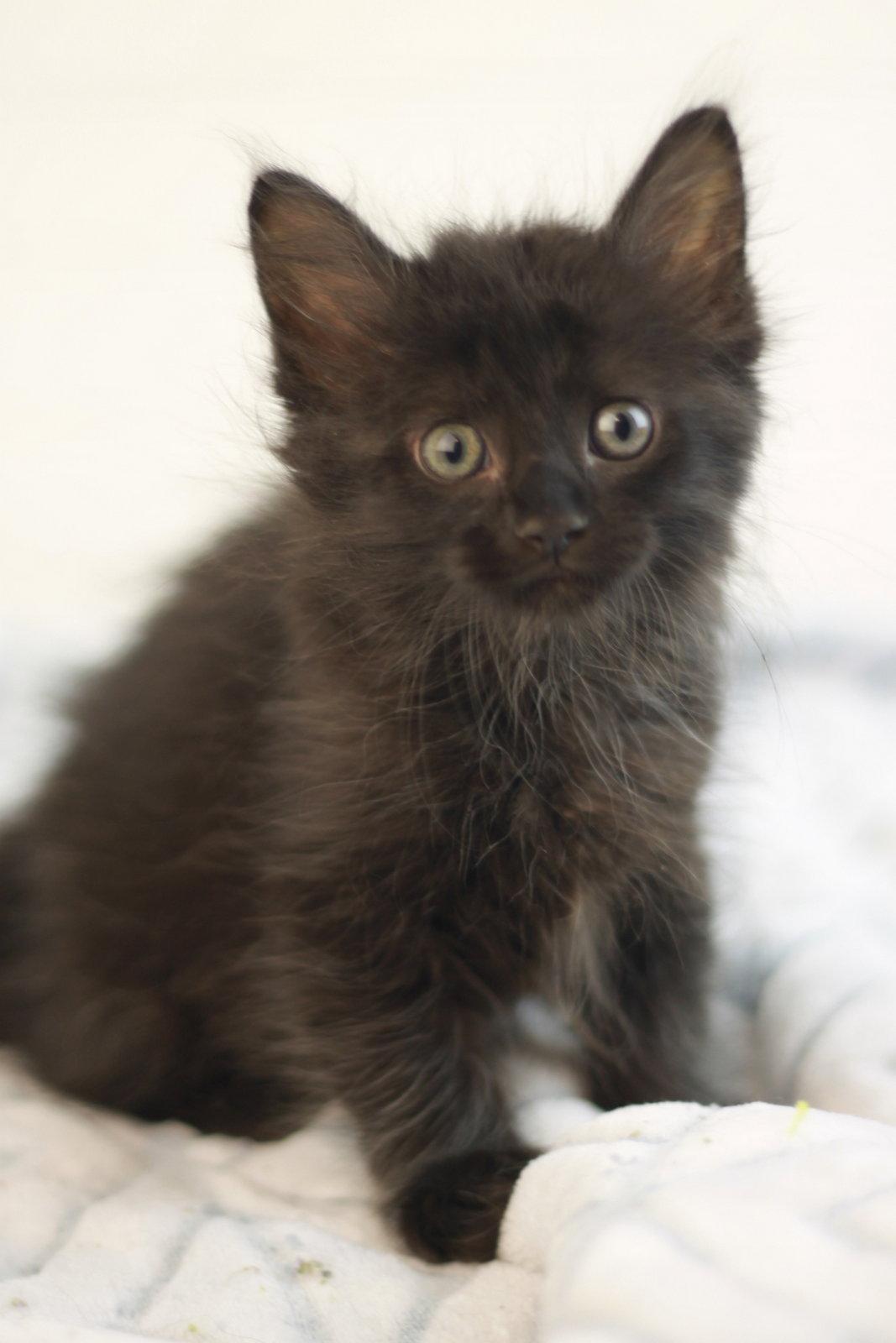 Enlarge Kelly, a Adoptable mixed breed in Cookeville, TN image 1/3