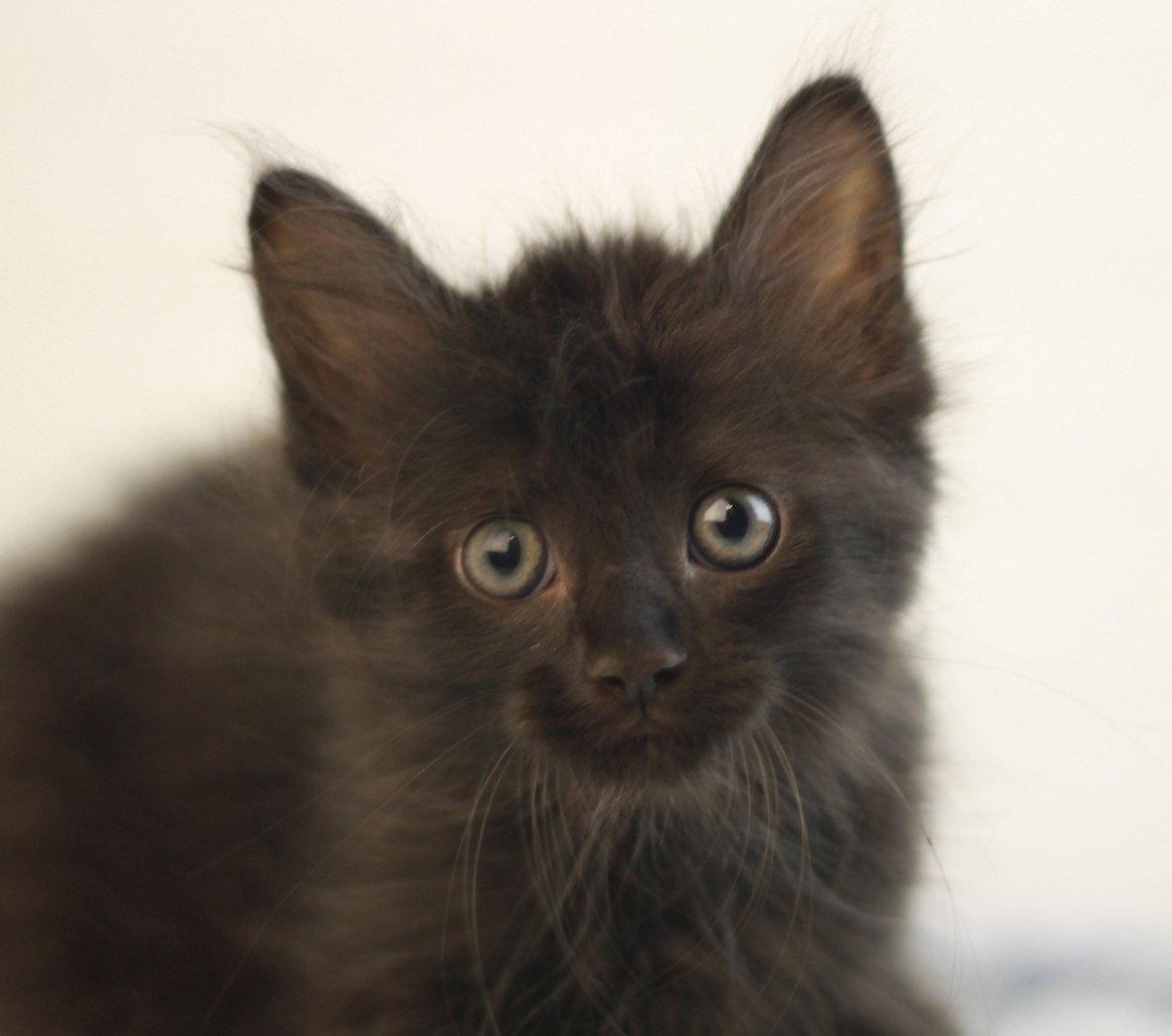 Enlarge Kelly, a Adoptable mixed breed in Cookeville, TN image 2/3