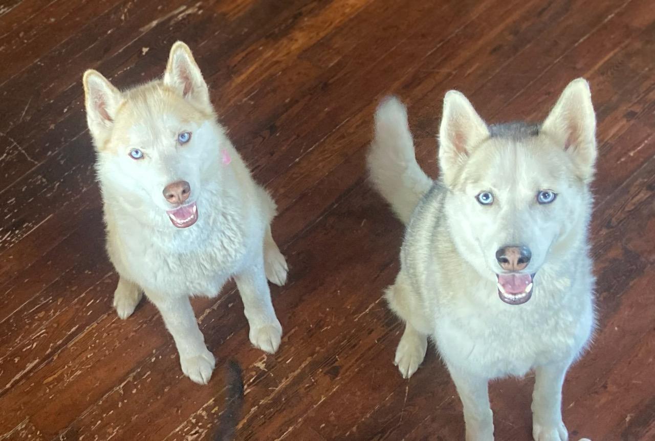Feyre & Athena - Courtesy Listings see bio, ADOPTABLE, Adult Female Husky.