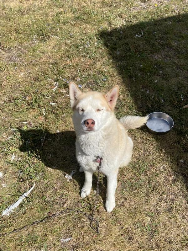 Enlarge Feyre & Athena - Courtesy Listings see bio, a ADOPTABLE Husky in Polson, MT image 2/3