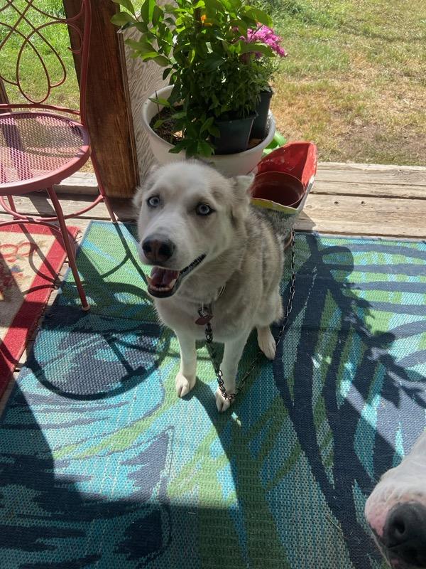 Enlarge Feyre & Athena - Courtesy Listings see bio, a ADOPTABLE Husky in Polson, MT image 3/3