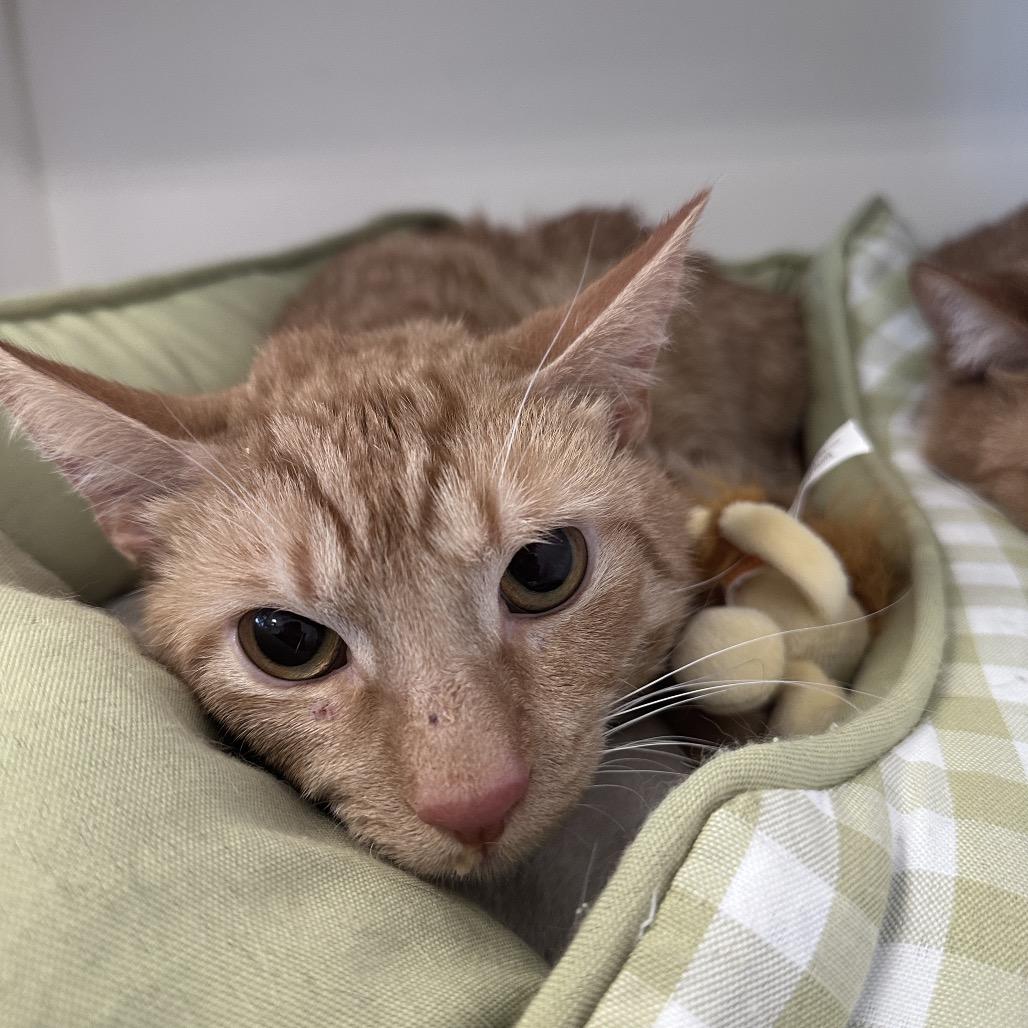 Moe, Adoptable, Adult Male Domestic Short Hair.