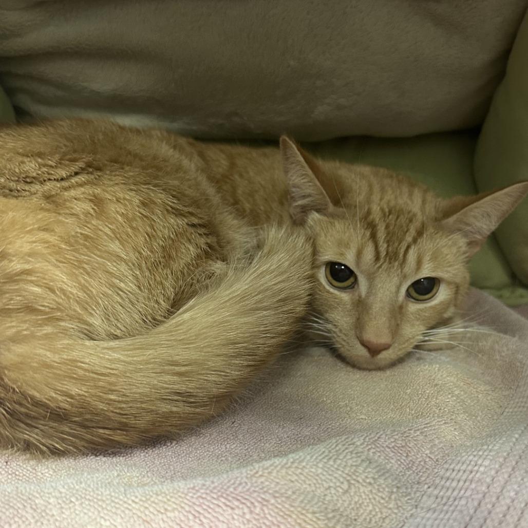 Enlarge Moe, a Adoptable Domestic Short Hair in Greensboro, NC image 2/5