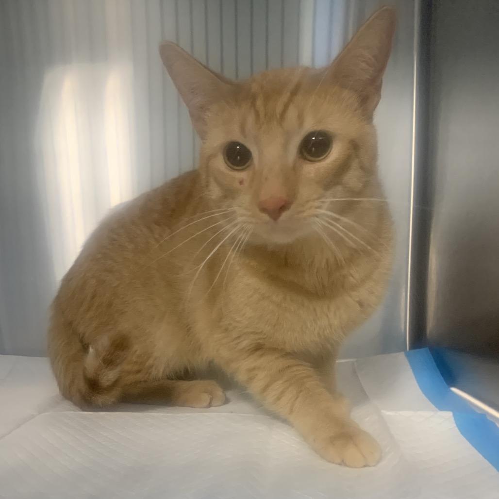 Enlarge Moe, a Adoptable Domestic Short Hair in Greensboro, NC image 2/2