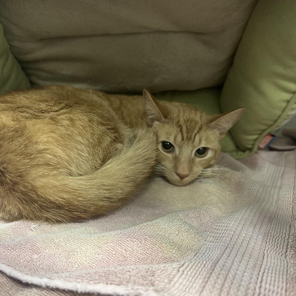 Enlarge Moe, a Adoptable Domestic Short Hair in Greensboro, NC image 4/5