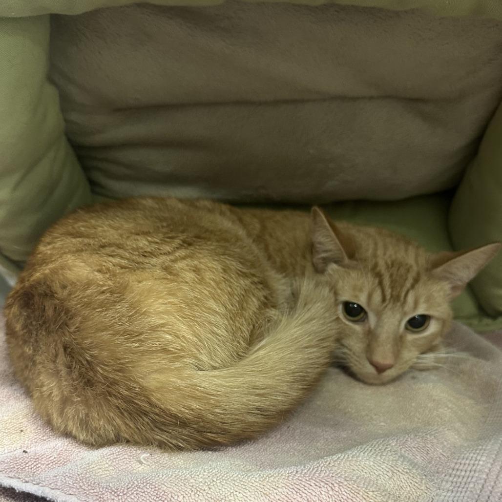Enlarge Moe, a Adoptable Domestic Short Hair in Greensboro, NC image 5/5