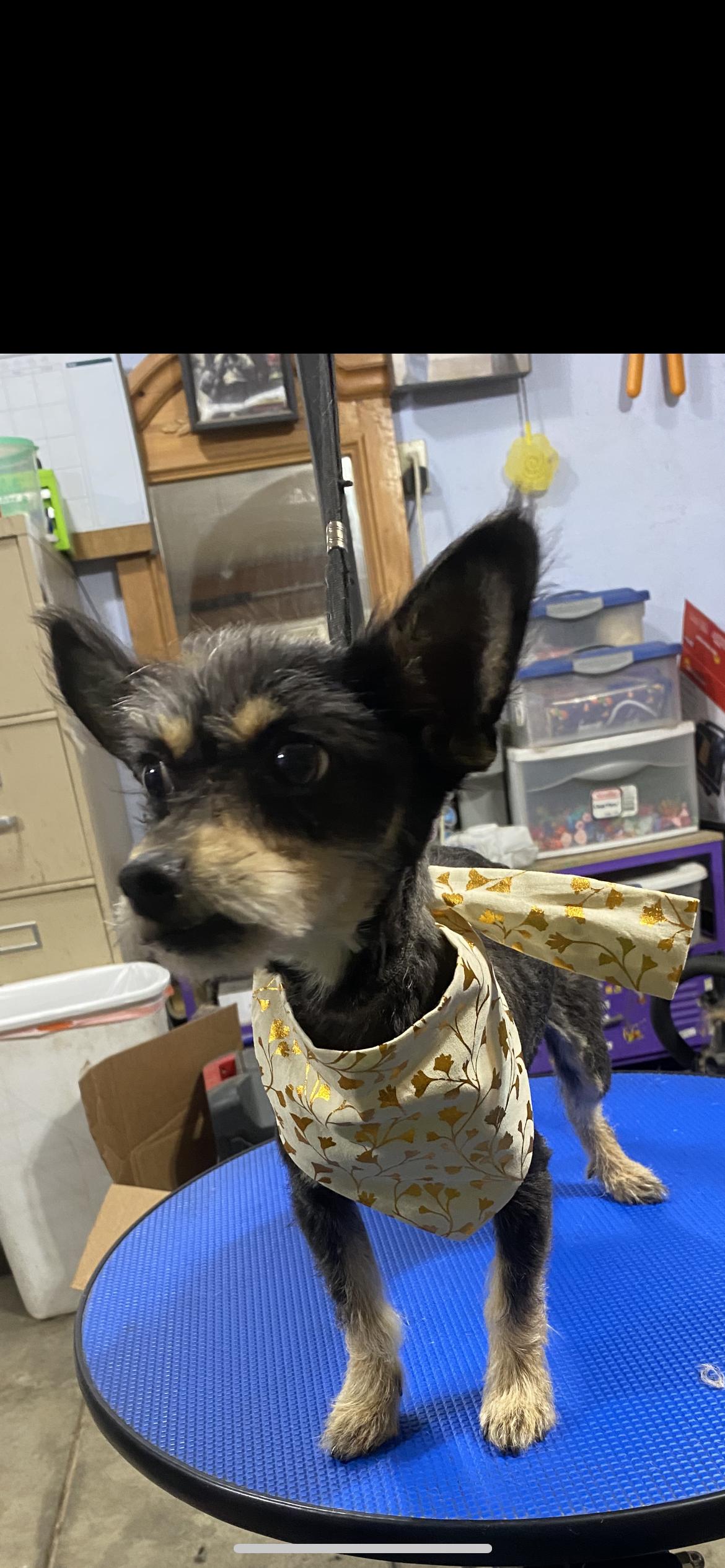 Autumn, a ADOPTABLE mixed breed in Hamden, CT image 5/6