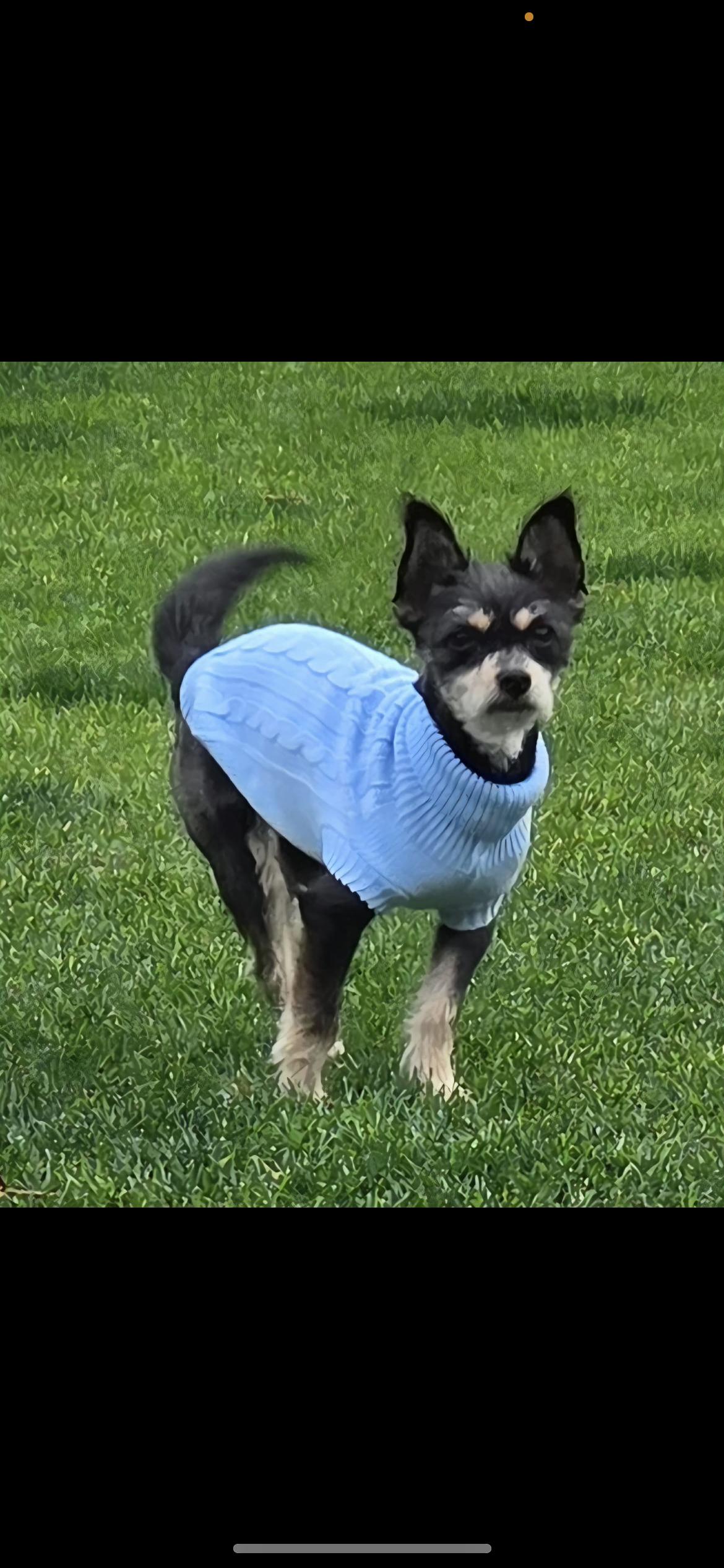 Autumn, a ADOPTABLE mixed breed in Hamden, CT image 4/6