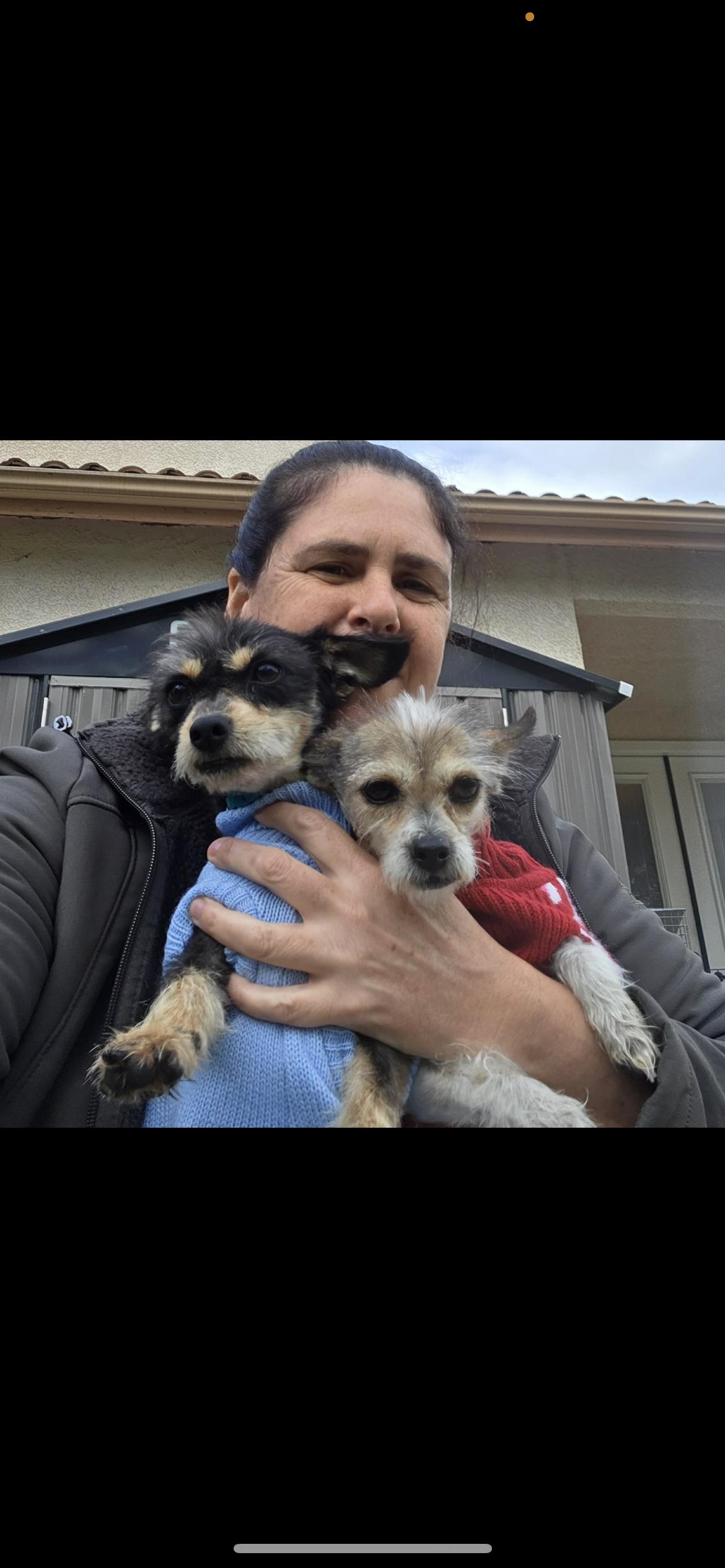 Autumn, a ADOPTABLE mixed breed in Hamden, CT image 3/6