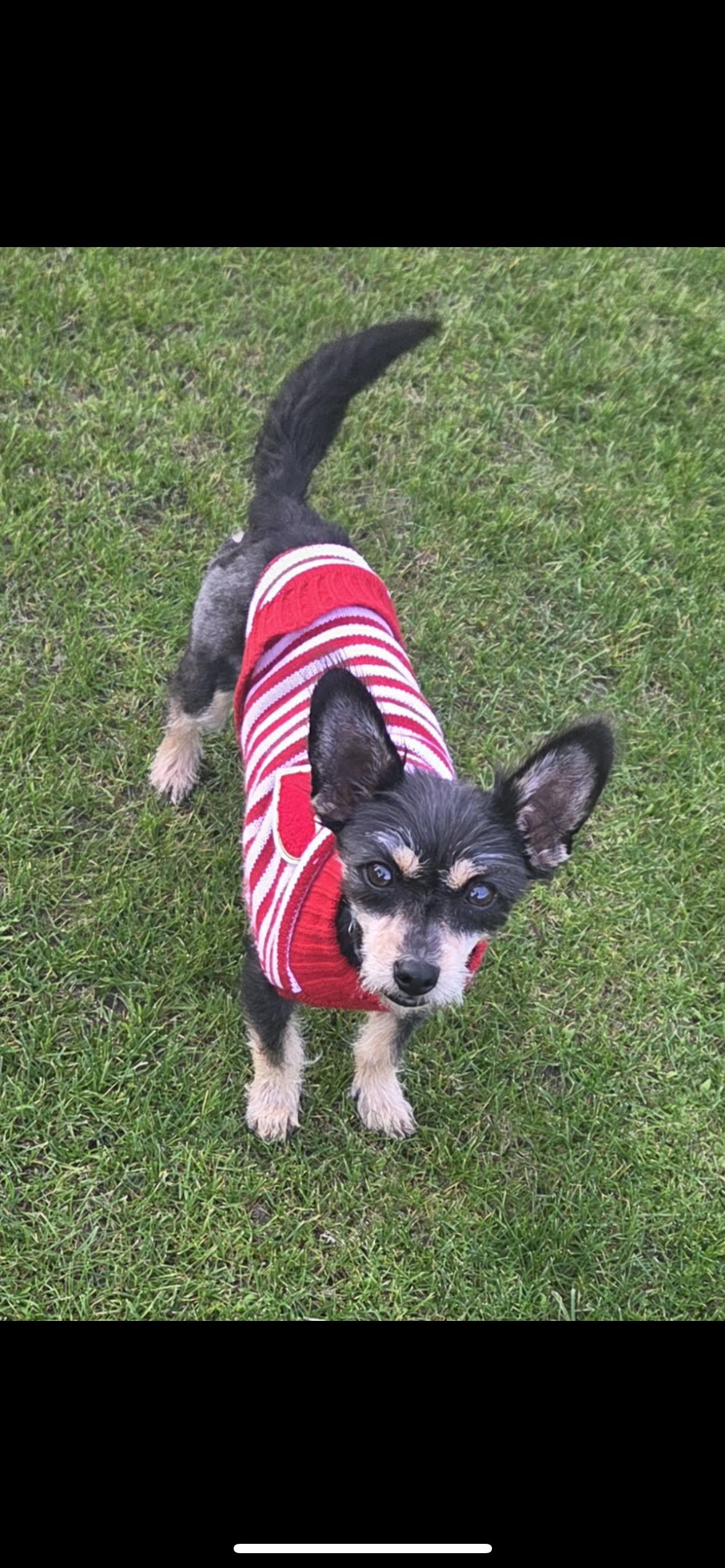 Autumn, ADOPTABLE, Young Female Yorkshire Terrier & Poodle.
