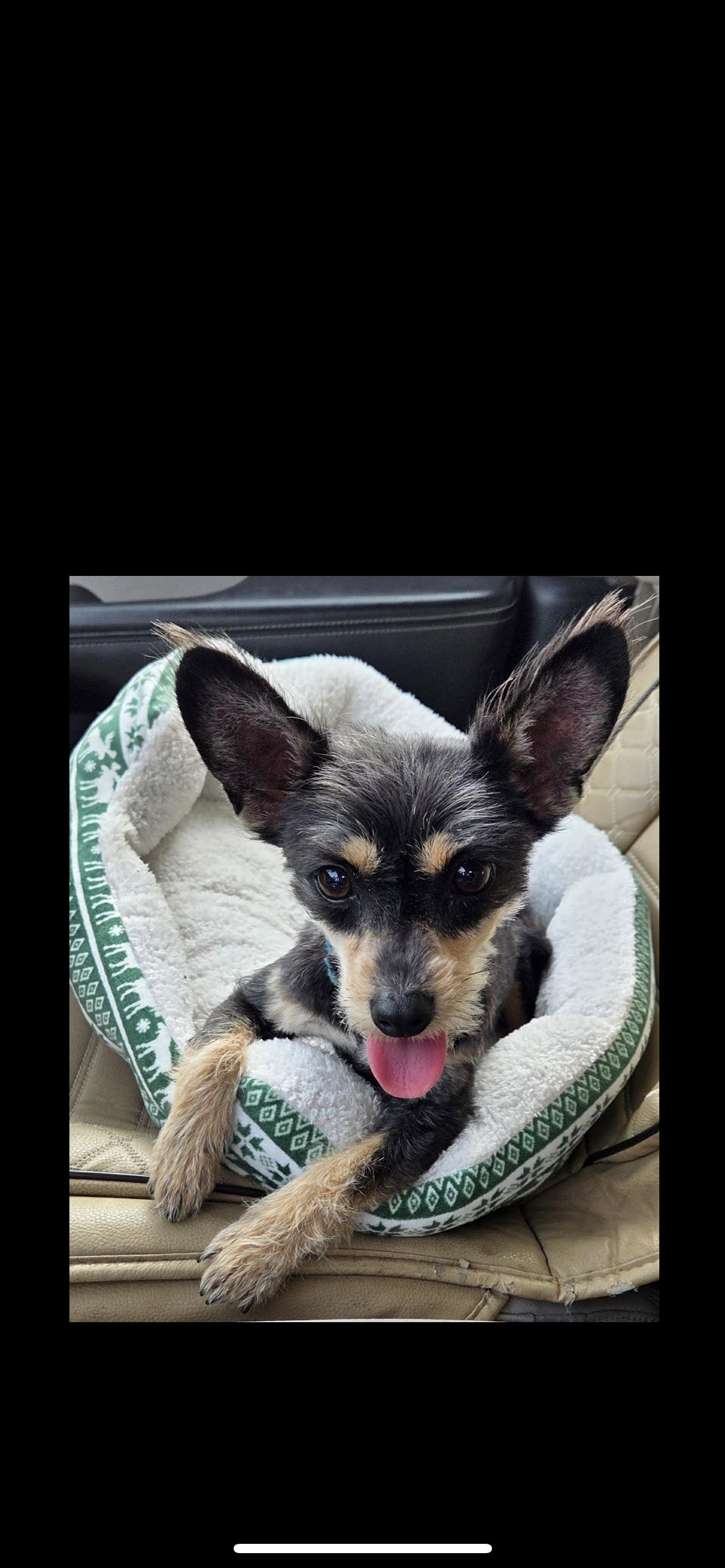 Autumn, a ADOPTABLE mixed breed in Hamden, CT image 6/6