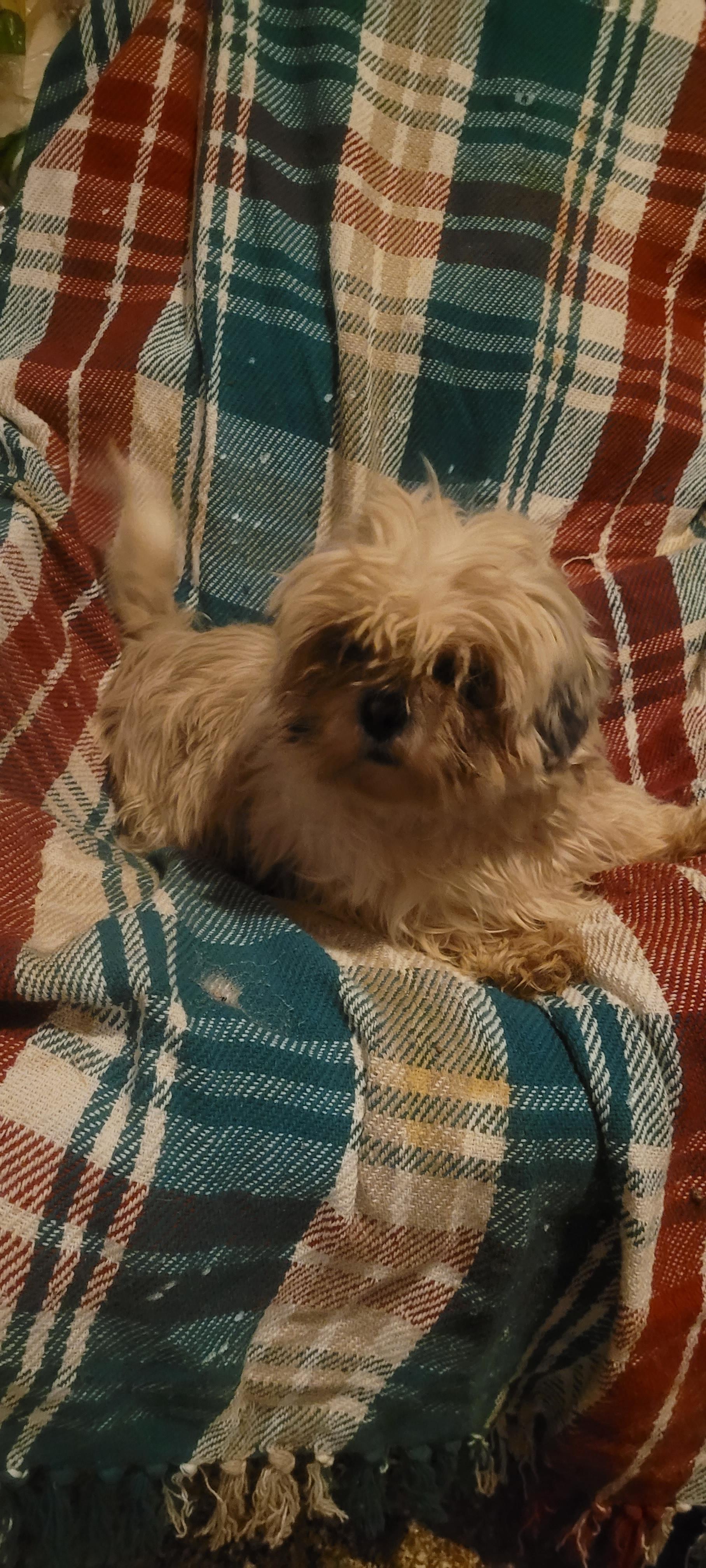 Enlarge Such a sweetheart!!, an adopted Shih Tzu in Woodsfield, OH image 1/2