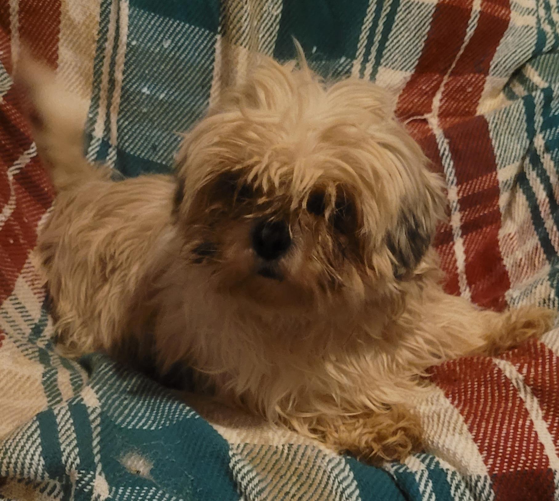 Enlarge Such a sweetheart!!, an adopted Shih Tzu in Woodsfield, OH image 2/2