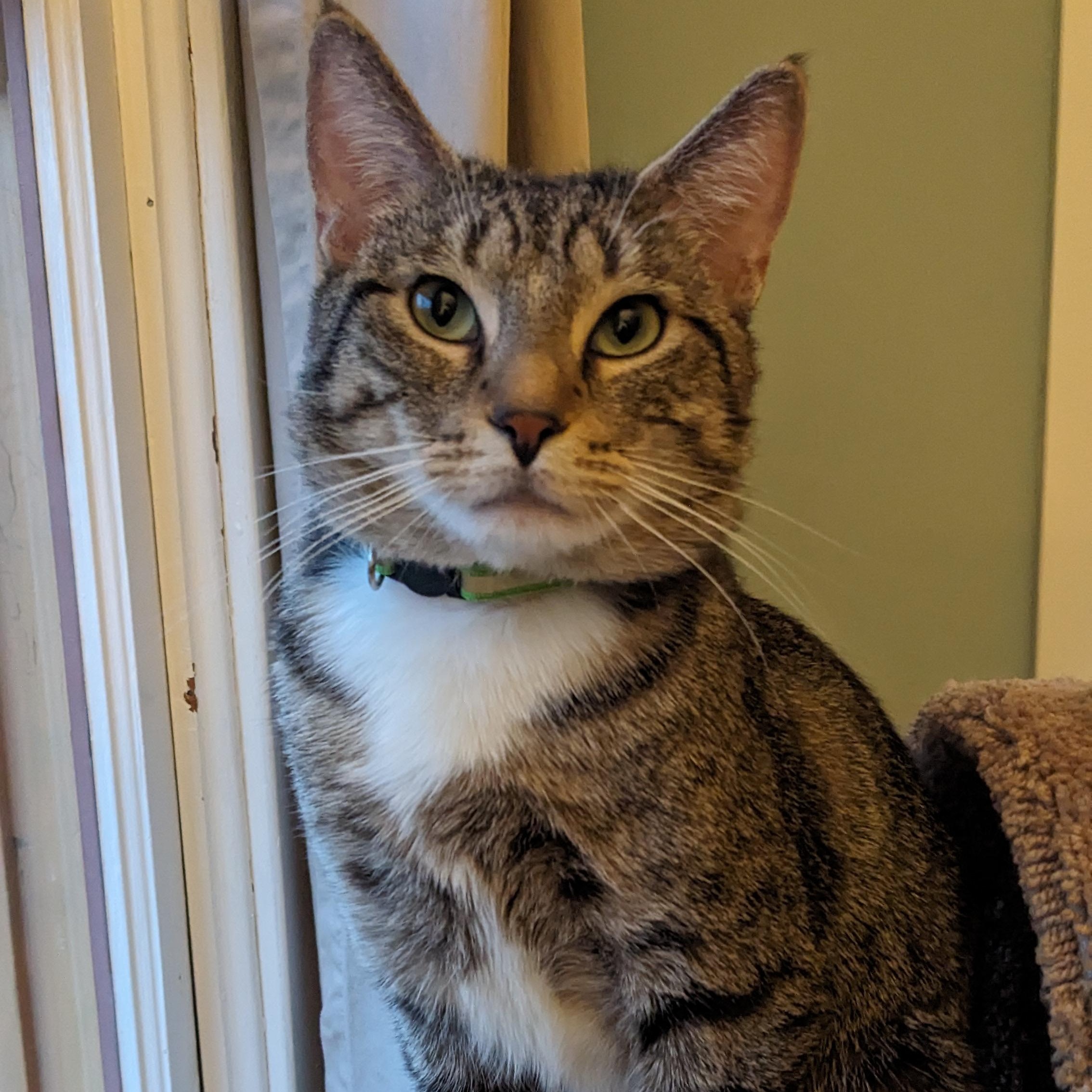 Enlarge Kismet- very charming!, a ADOPTABLE Domestic Short Hair in Portland, OR image 4/6