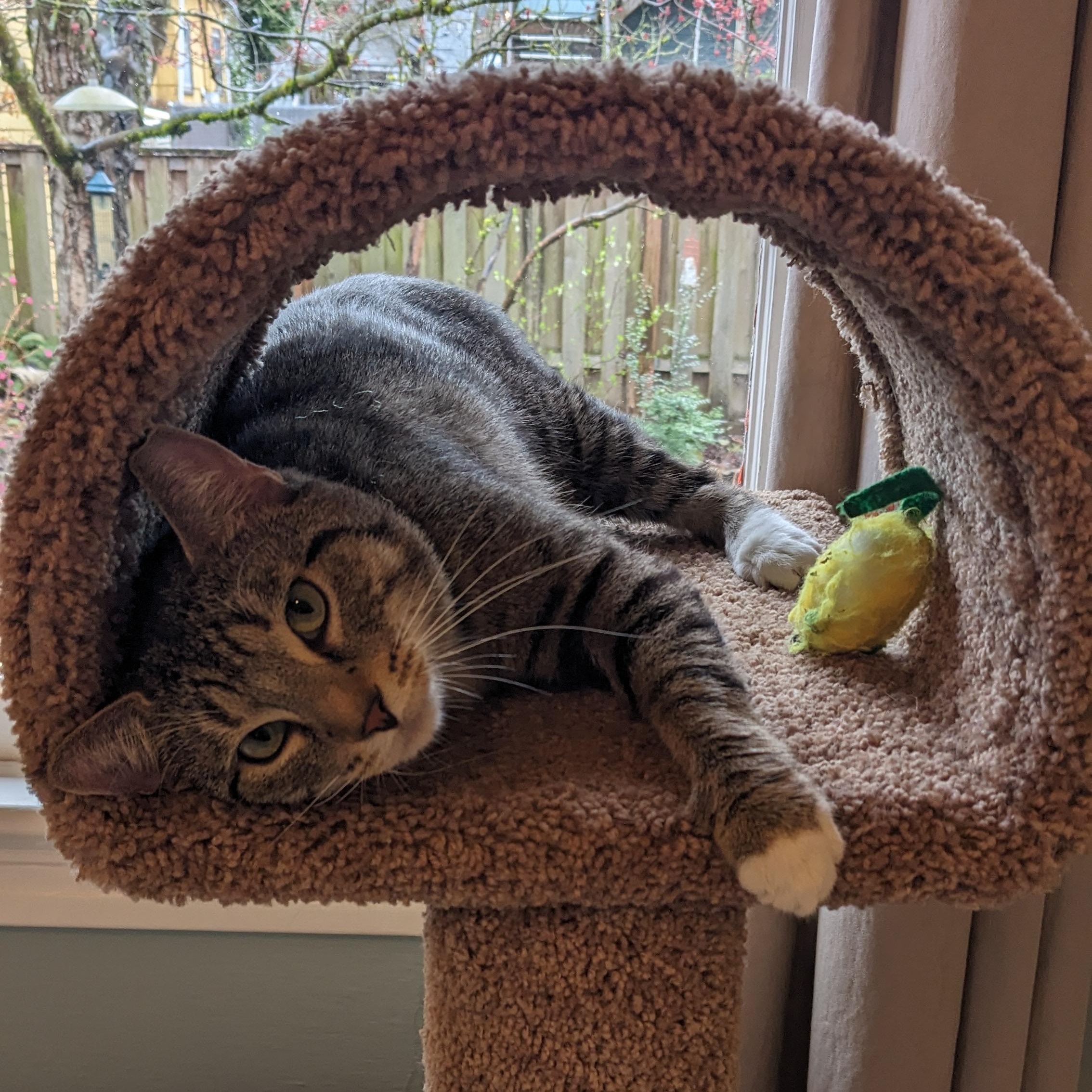 Enlarge Kismet- very charming!, a ADOPTABLE Domestic Short Hair in Portland, OR image 2/6