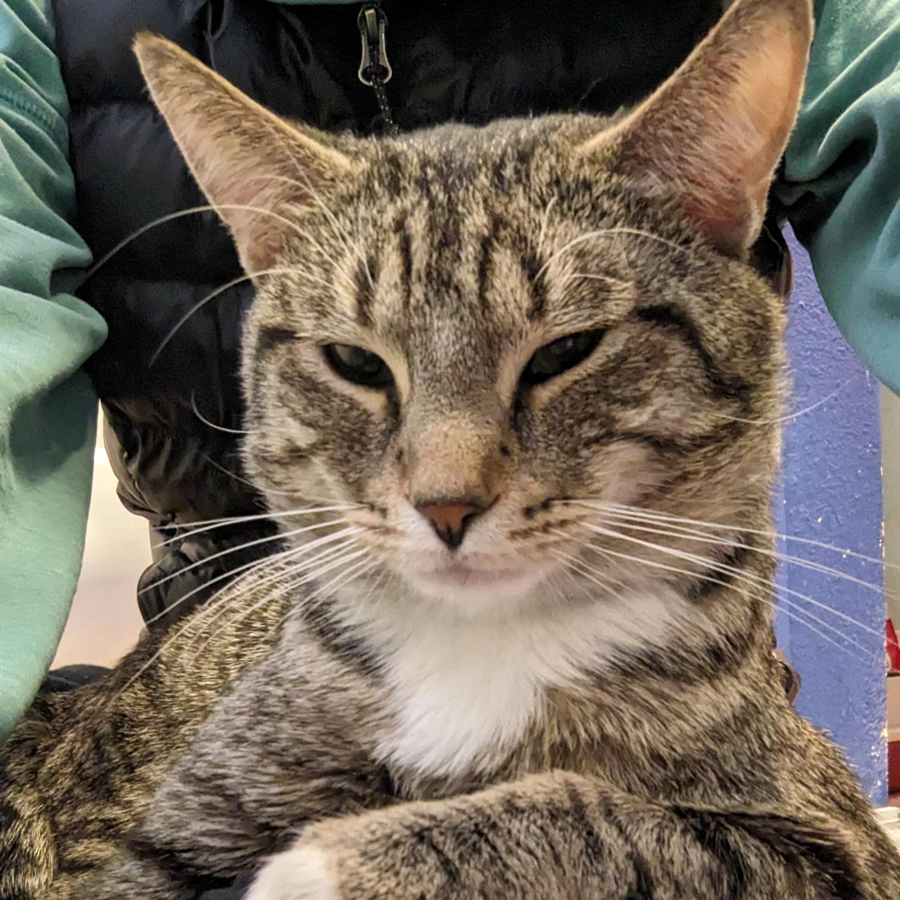 Kismet- very charming!, ADOPTABLE, Young Male Domestic Short Hair.