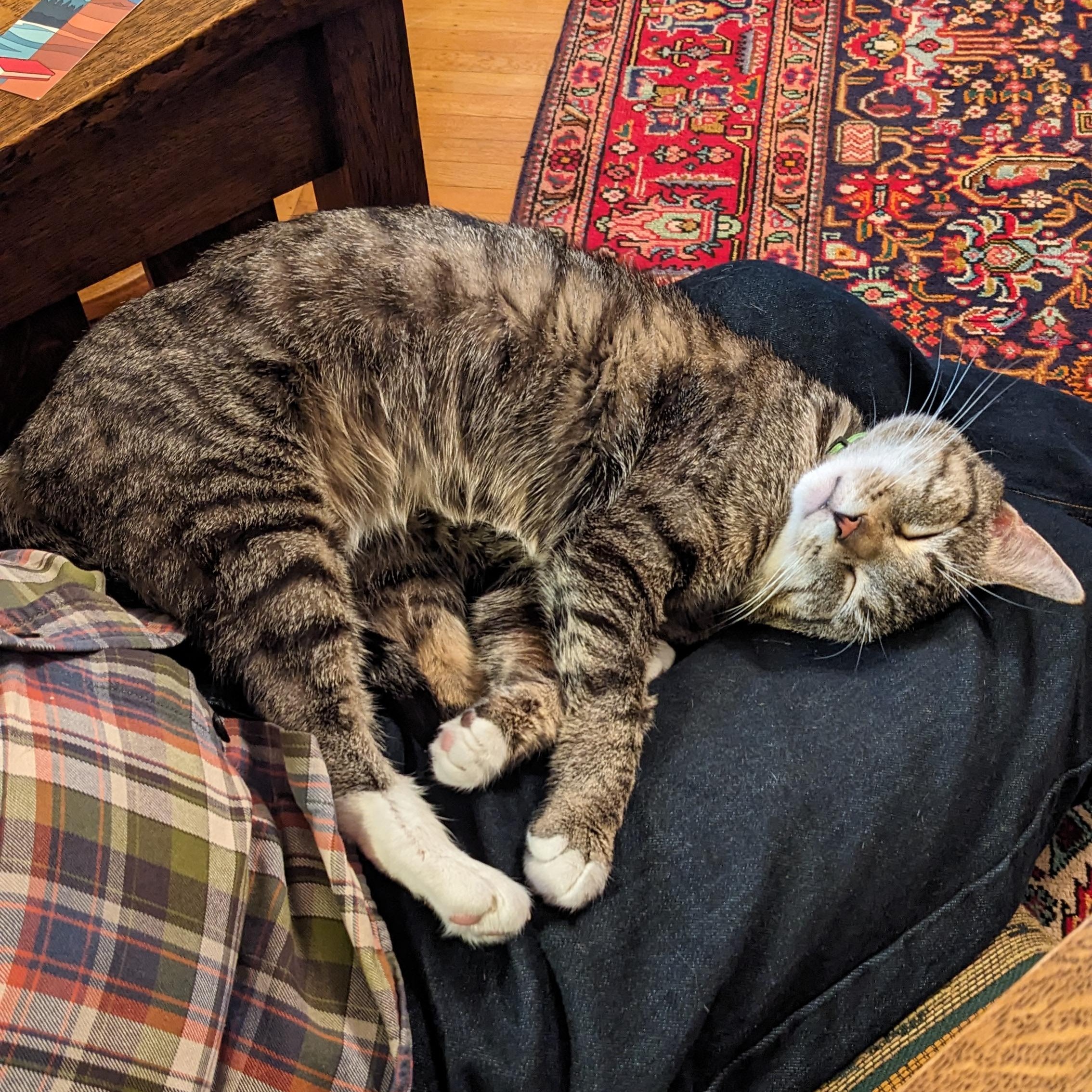 Enlarge Kismet- very charming!, a ADOPTABLE Domestic Short Hair in Portland, OR image 3/6